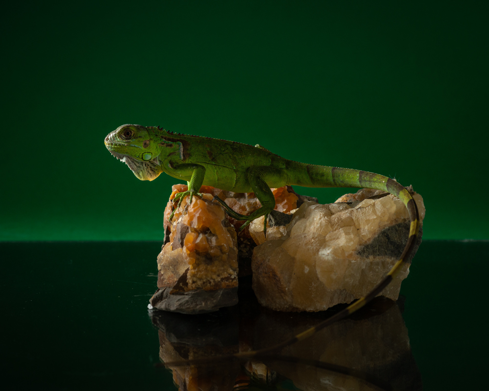 Professional exotic pet photography by Tanya Asfir, Belgrade. Tanya Asfir — Pet & Animal Photographer | Belgrade, Serbia