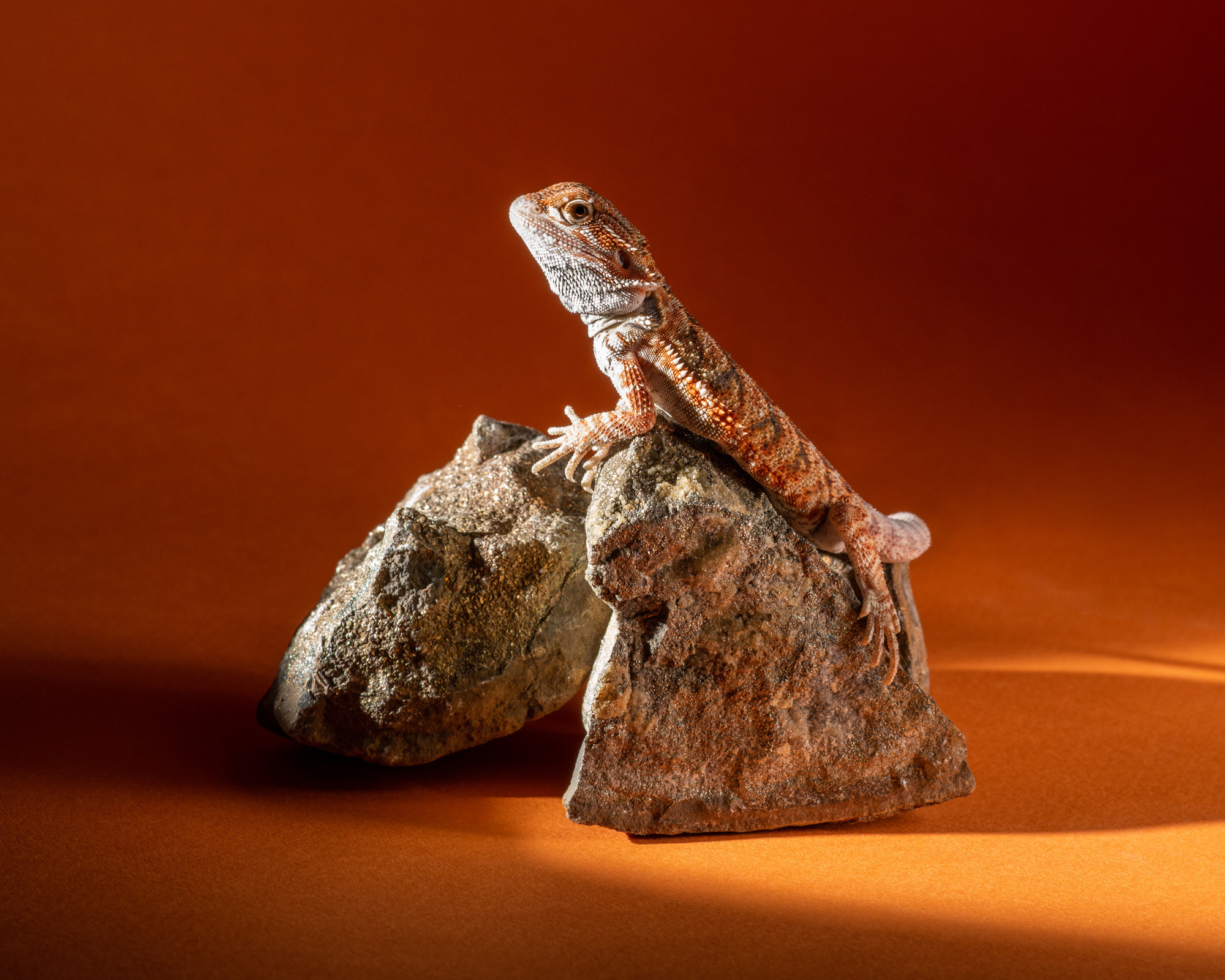 Professional exotic pet photography by Tanya Asfir, Belgrade. Tanya Asfir — Pet & Animal Photographer | Belgrade, Serbia