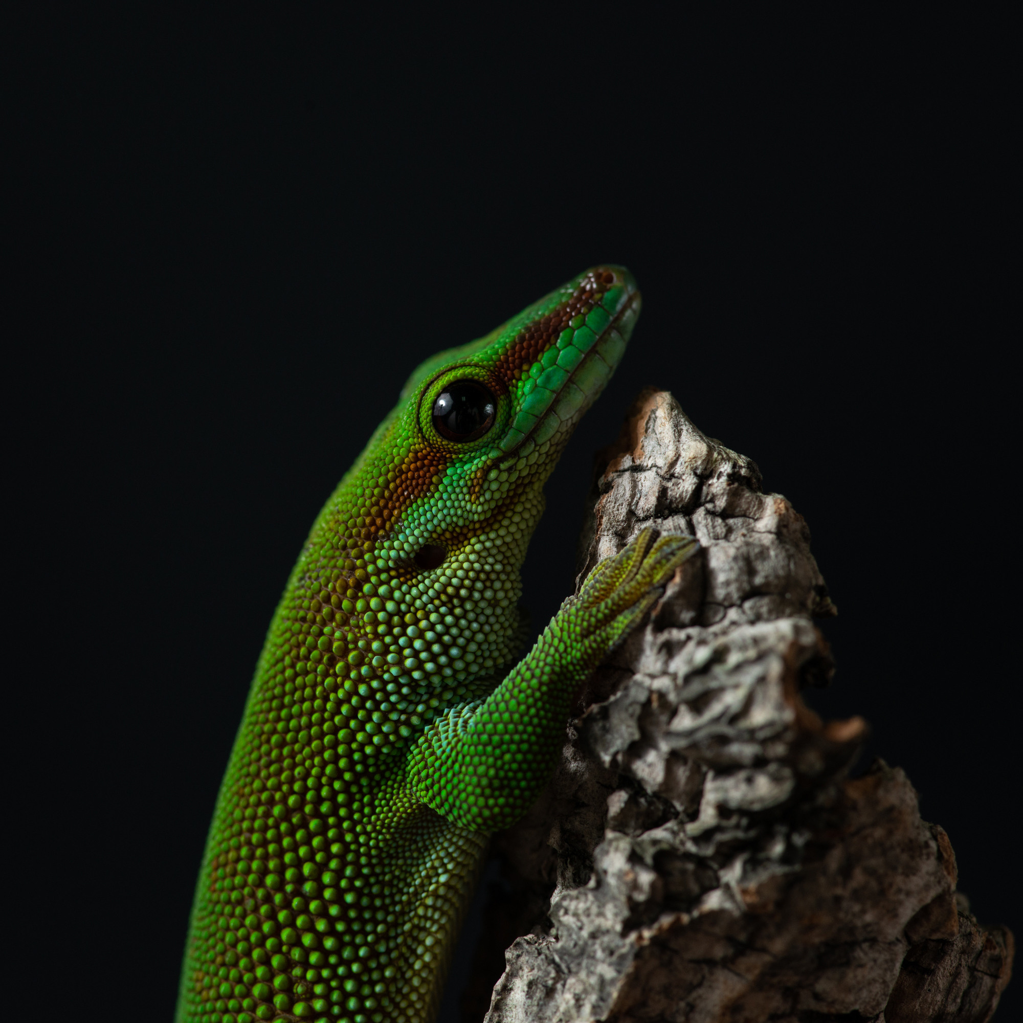 Professional exotic pet photography by Tanya Asfir, Belgrade. Tanya Asfir — Pet & Animal Photographer | Belgrade, Serbia