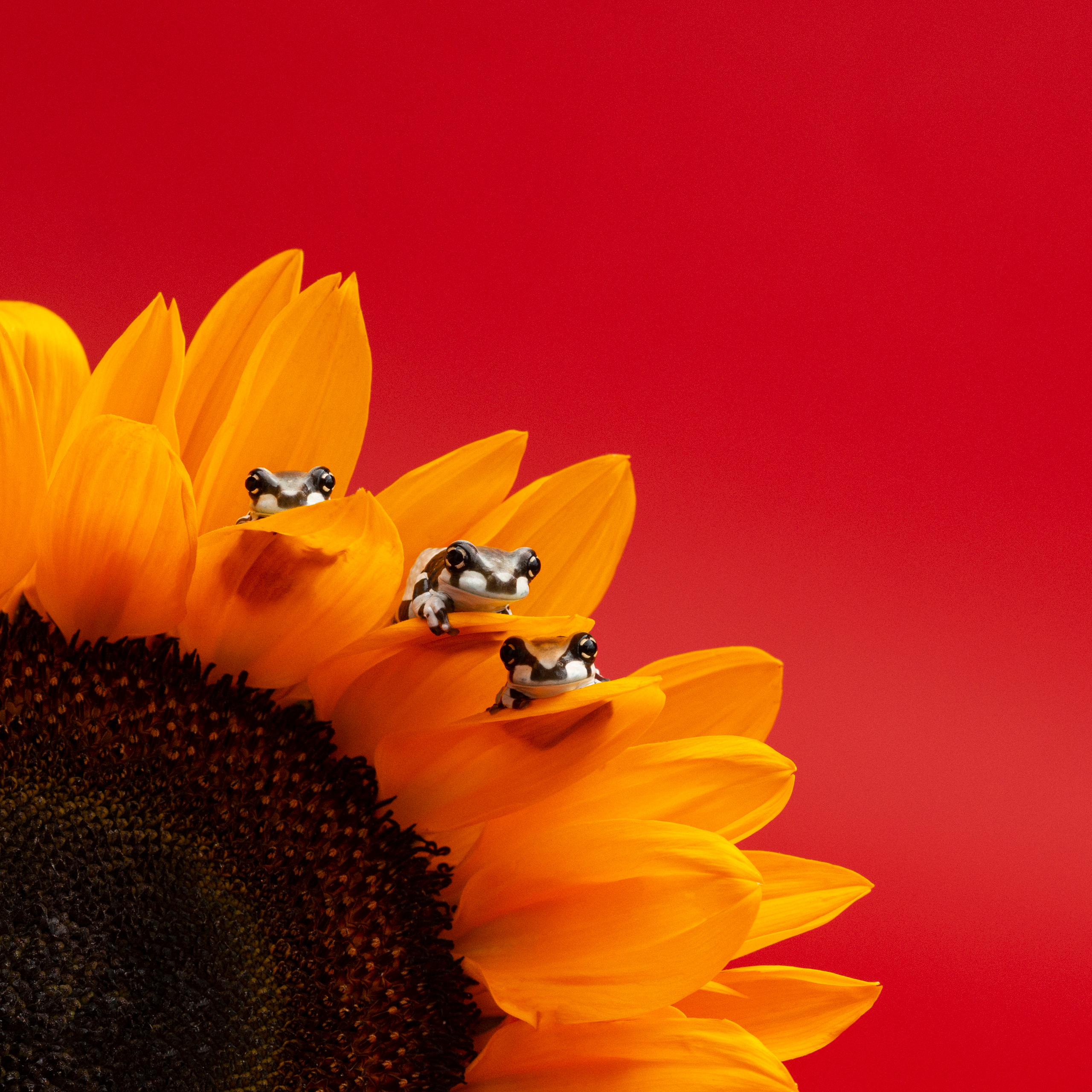 Professional exotic pet photography by Tanya Asfir, Belgrade. Tanya Asfir — Pet & Animal Photographer | Belgrade, Serbia