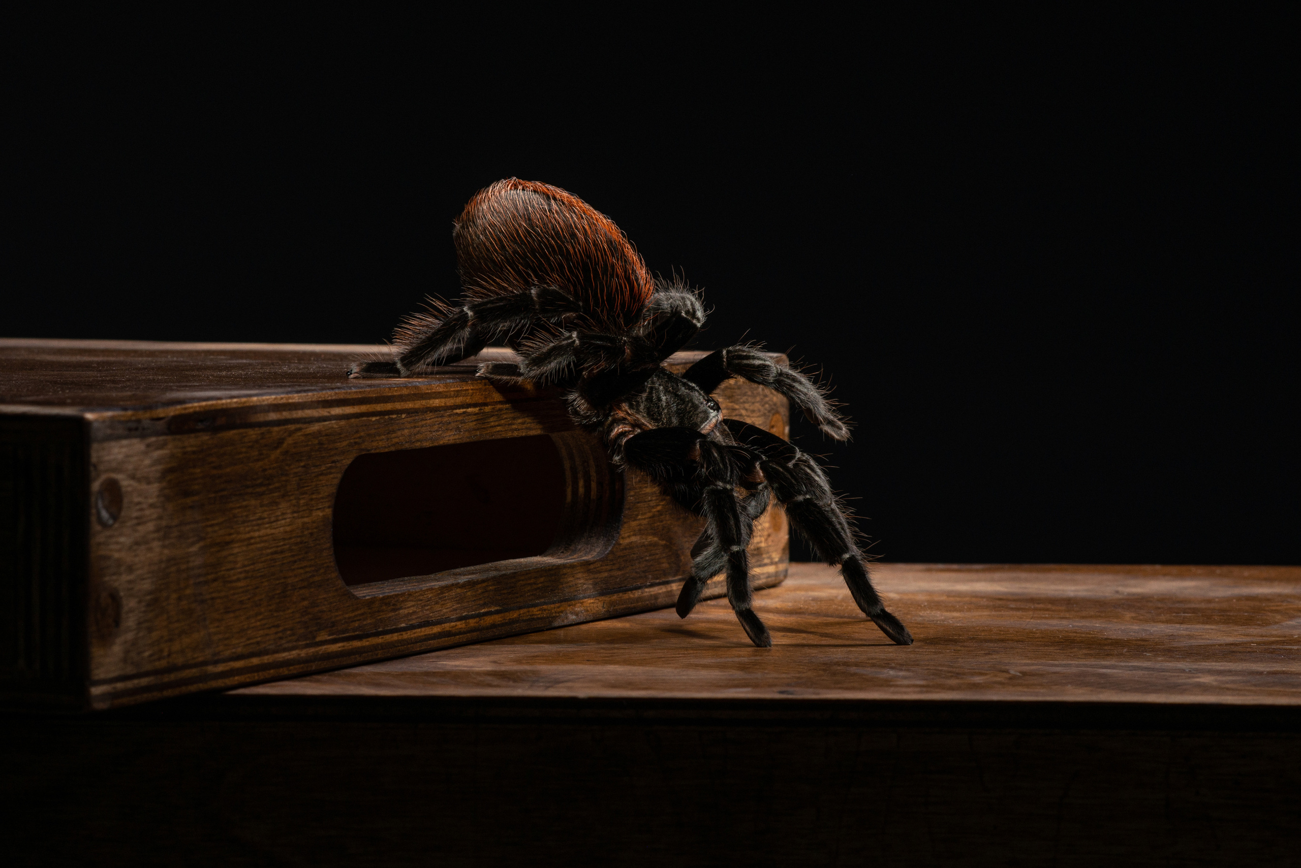 Professional exotic pet photography by Tanya Asfir, Belgrade. Tanya Asfir — Pet & Animal Photographer | Belgrade, Serbia