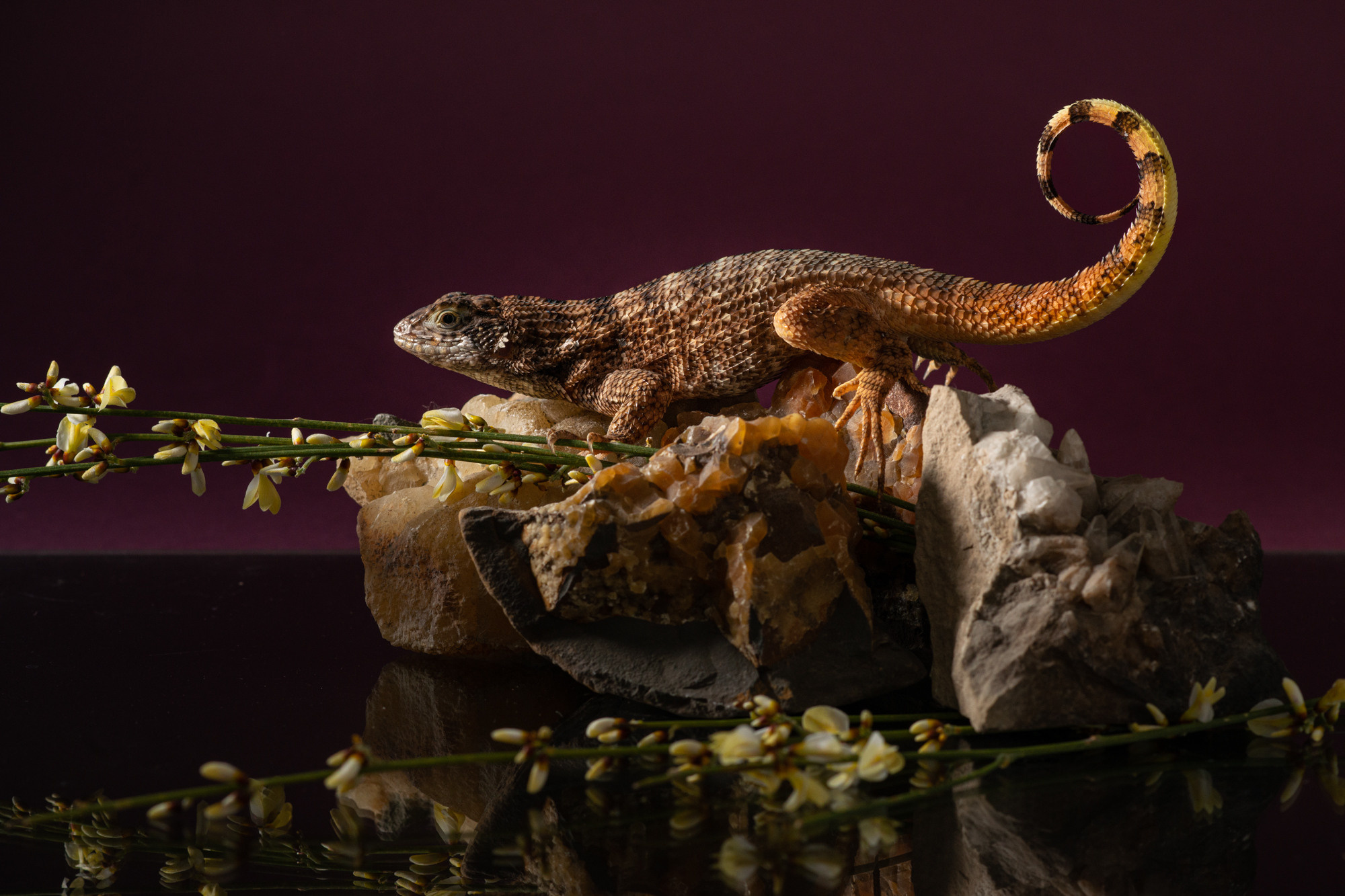 Professional exotic pet photography by Tanya Asfir, Belgrade. Tanya Asfir — Pet & Animal Photographer | Belgrade, Serbia