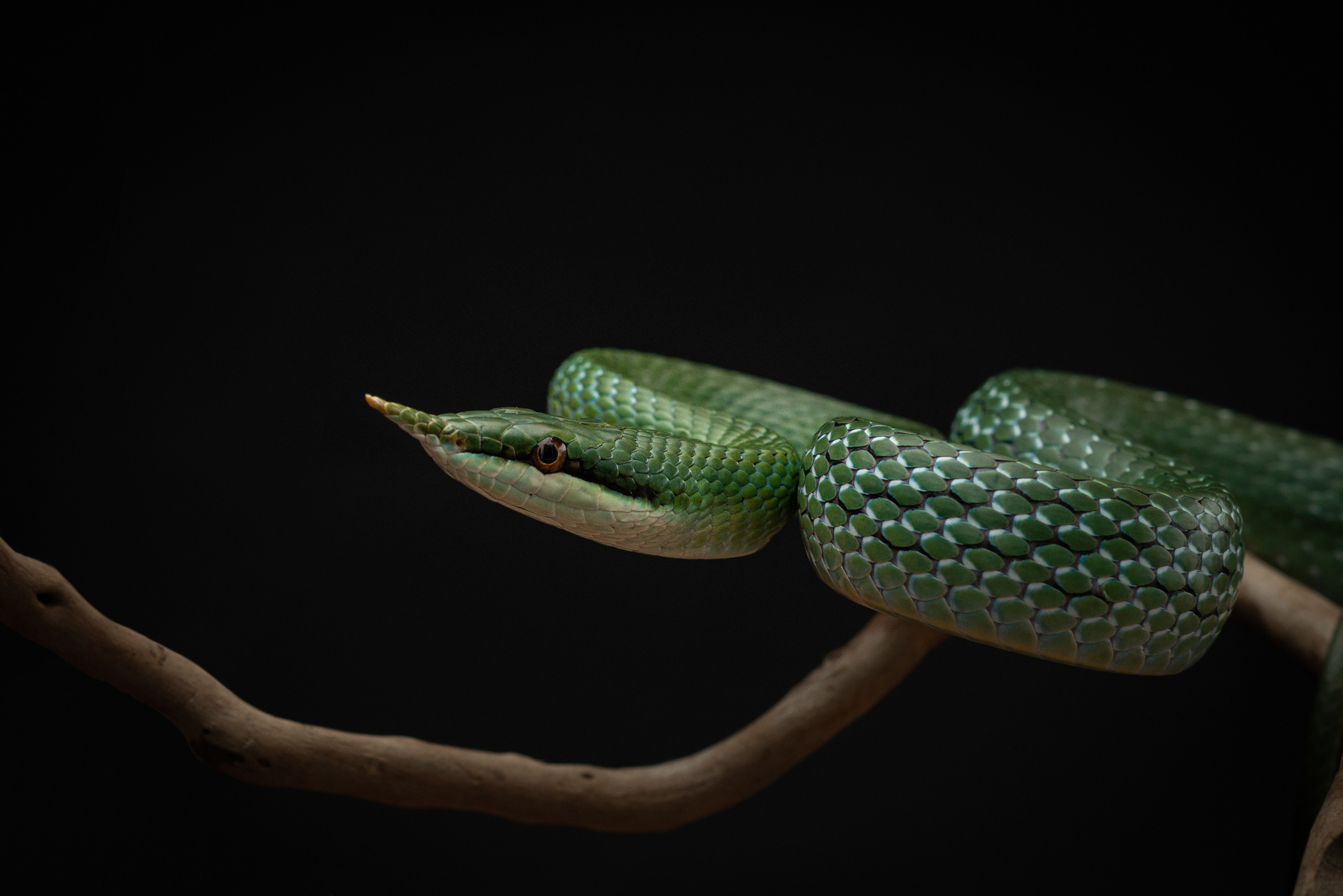 Professional exotic pet photography by Tanya Asfir, Belgrade. Tanya Asfir — Pet & Animal Photographer | Belgrade, Serbia