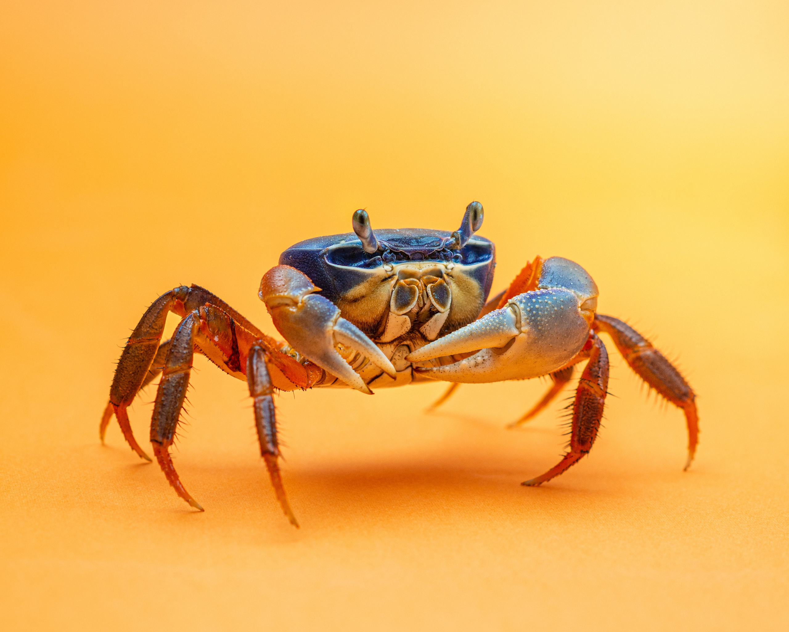 Professional exotic pet photography by Tanya Asfir, Belgrade. Tanya Asfir — Pet & Animal Photographer | Belgrade, Serbia