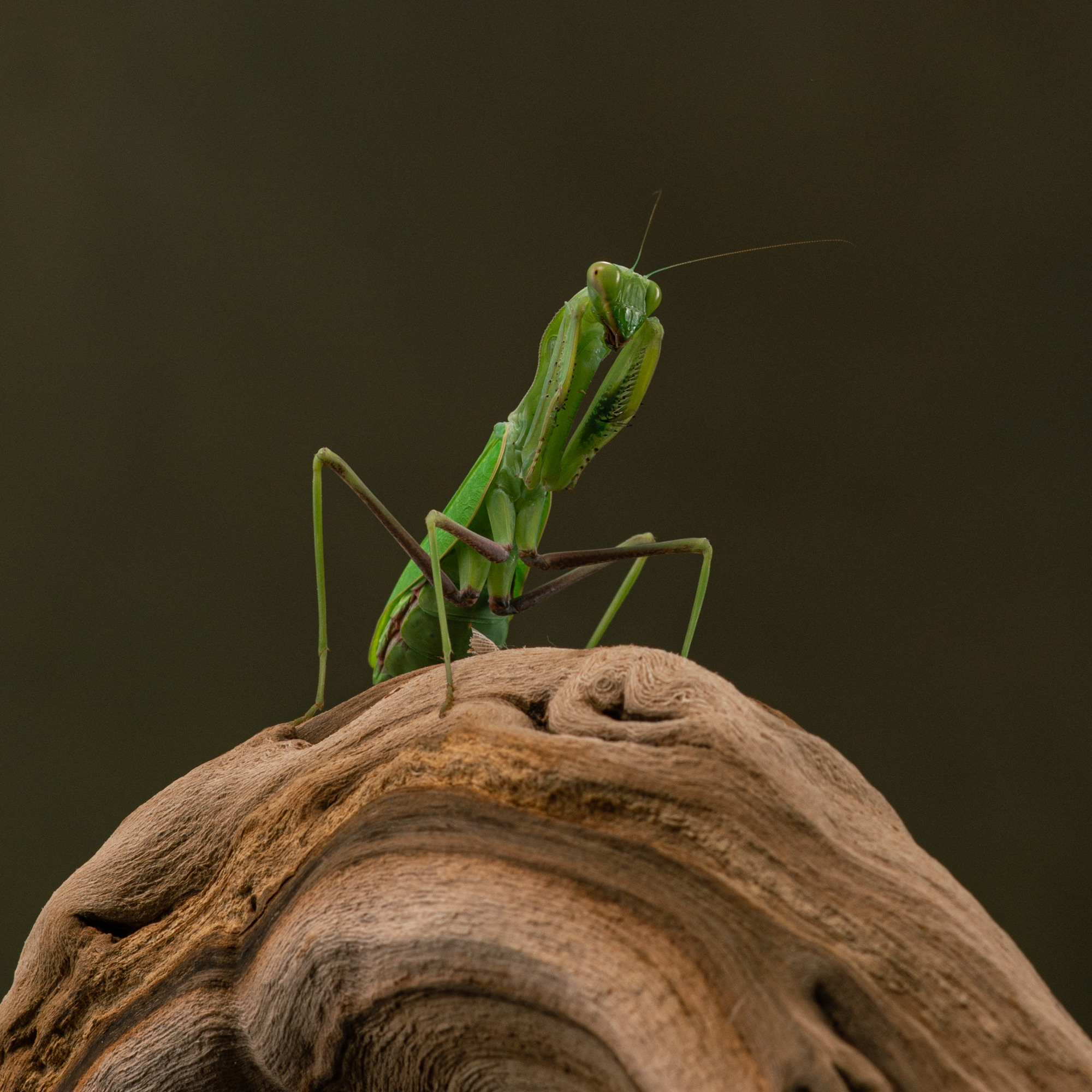 Professional exotic pet photography by Tanya Asfir, Belgrade. Tanya Asfir — Pet & Animal Photographer | Belgrade, Serbia