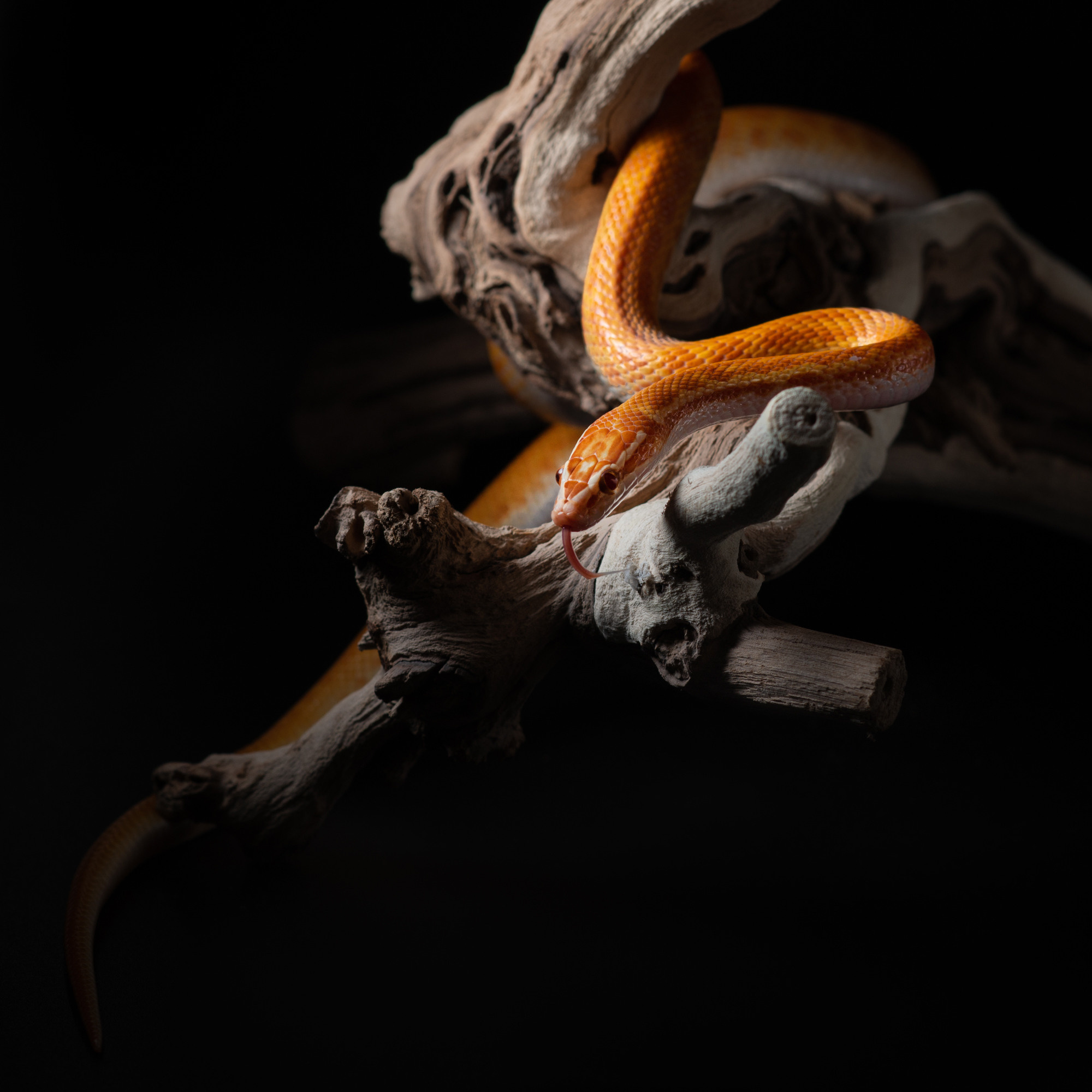 Professional exotic pet photography by Tanya Asfir, Belgrade. Tanya Asfir — Pet & Animal Photographer | Belgrade, Serbia