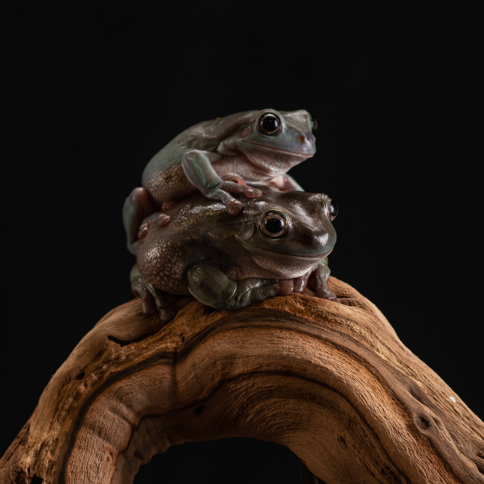 Professional exotic pet photography by Tanya Asfir, Belgrade. Tanya Asfir — Pet & Animal Photographer | Belgrade, Serbia
