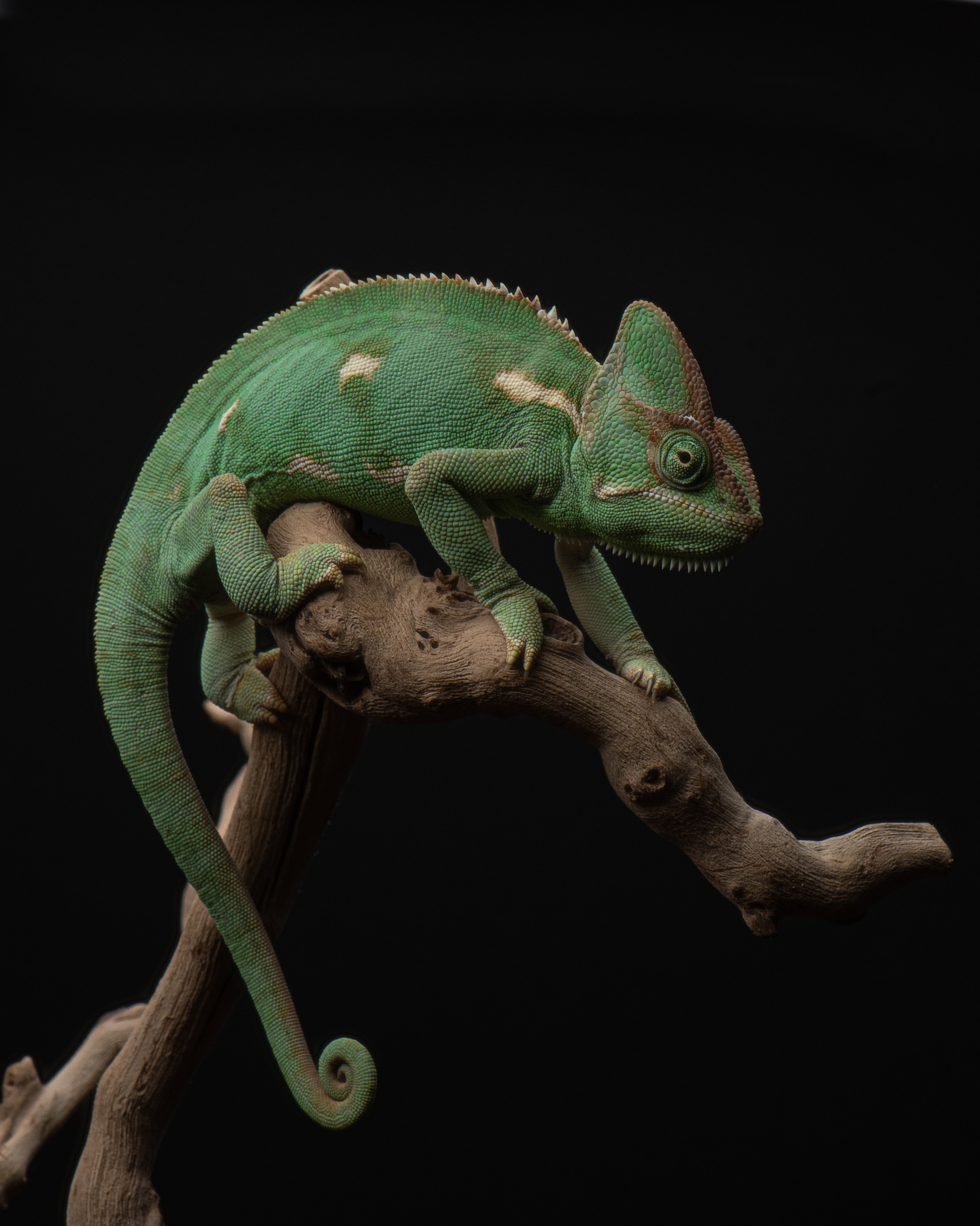 Professional exotic pet photography by Tanya Asfir, Belgrade. Tanya Asfir — Pet & Animal Photographer | Belgrade, Serbia