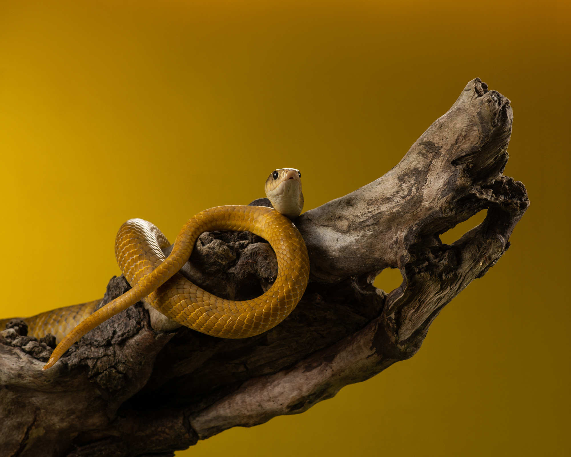 Professional exotic pet photography by Tanya Asfir, Belgrade. Tanya Asfir — Pet & Animal Photographer | Belgrade, Serbia