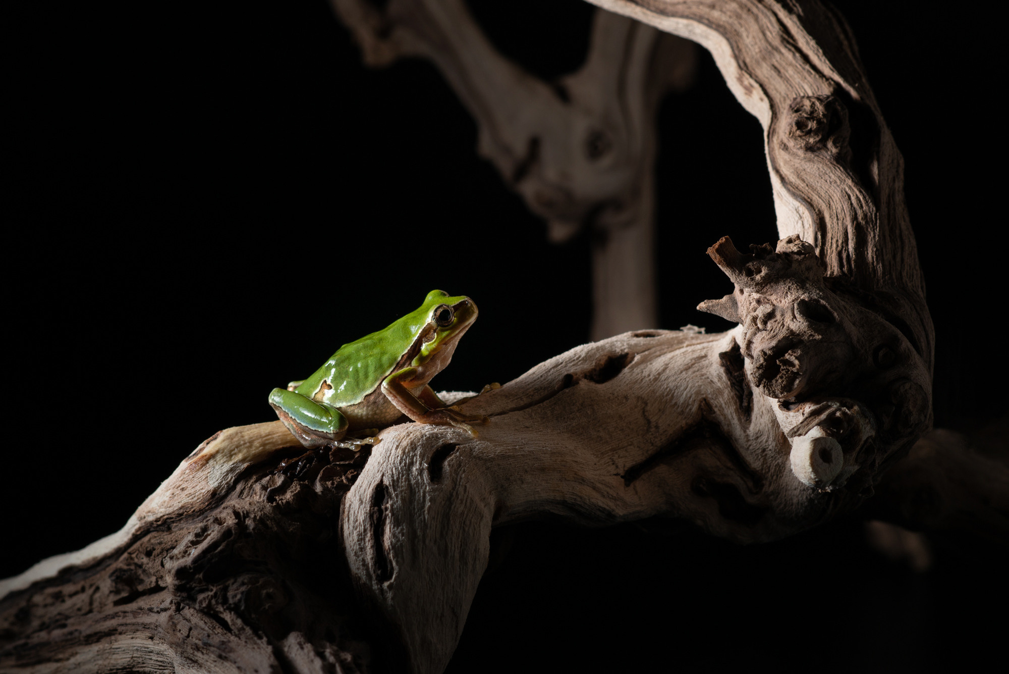 Professional exotic pet photography by Tanya Asfir, Belgrade. Tanya Asfir — Pet & Animal Photographer | Belgrade, Serbia