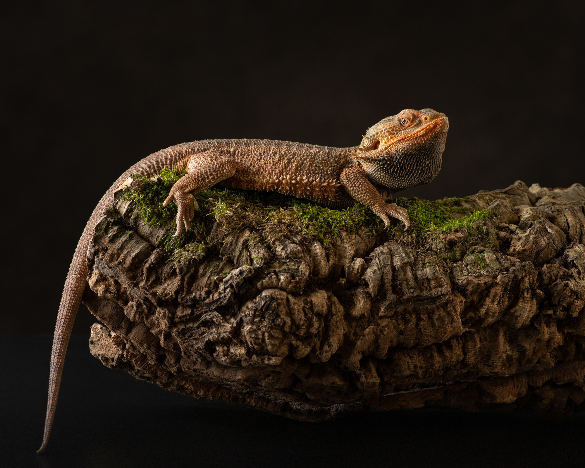 Professional exotic pet photography by Tanya Asfir, Belgrade. Tanya Asfir — Pet & Animal Photographer | Belgrade, Serbia
