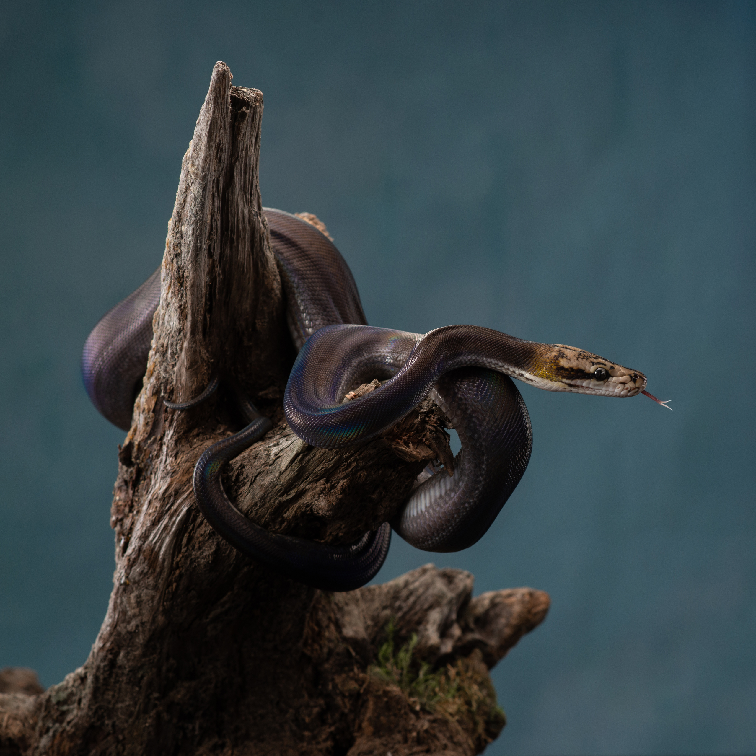 Professional exotic pet photography by Tanya Asfir, Belgrade. Tanya Asfir — Pet & Animal Photographer | Belgrade, Serbia