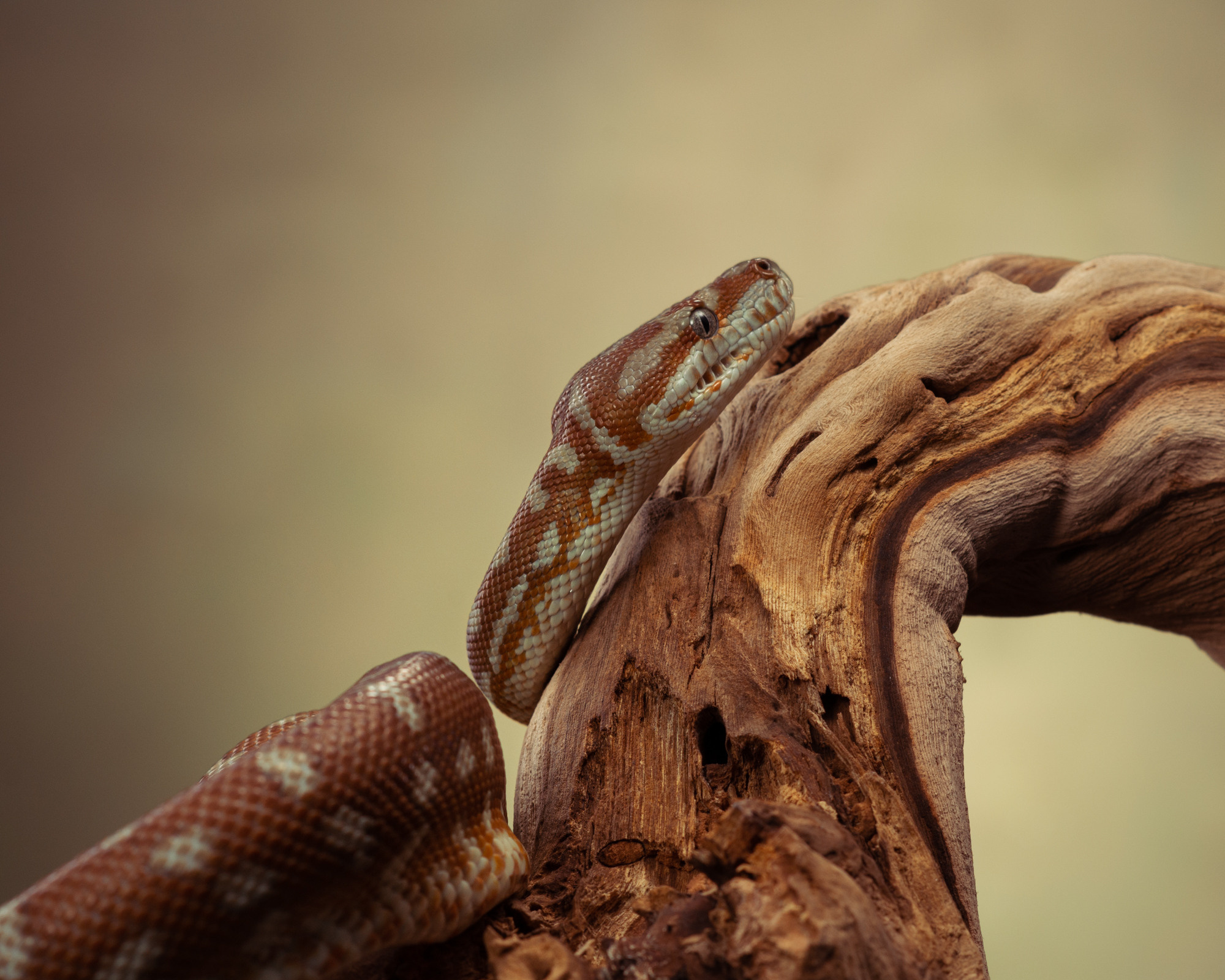 Professional exotic pet photography by Tanya Asfir, Belgrade. Tanya Asfir — Pet & Animal Photographer | Belgrade, Serbia