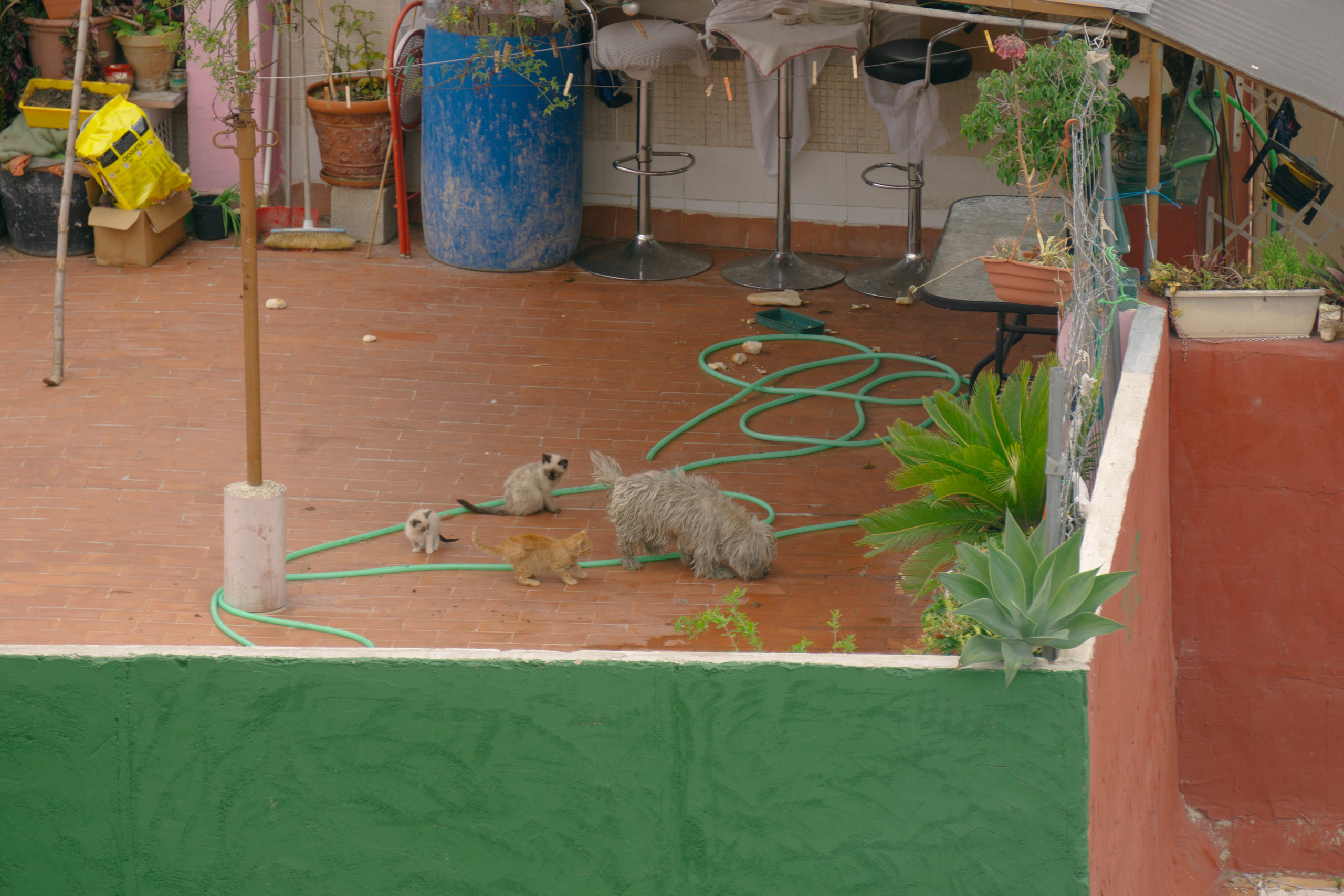 Rojales. Alba del Norte Studio