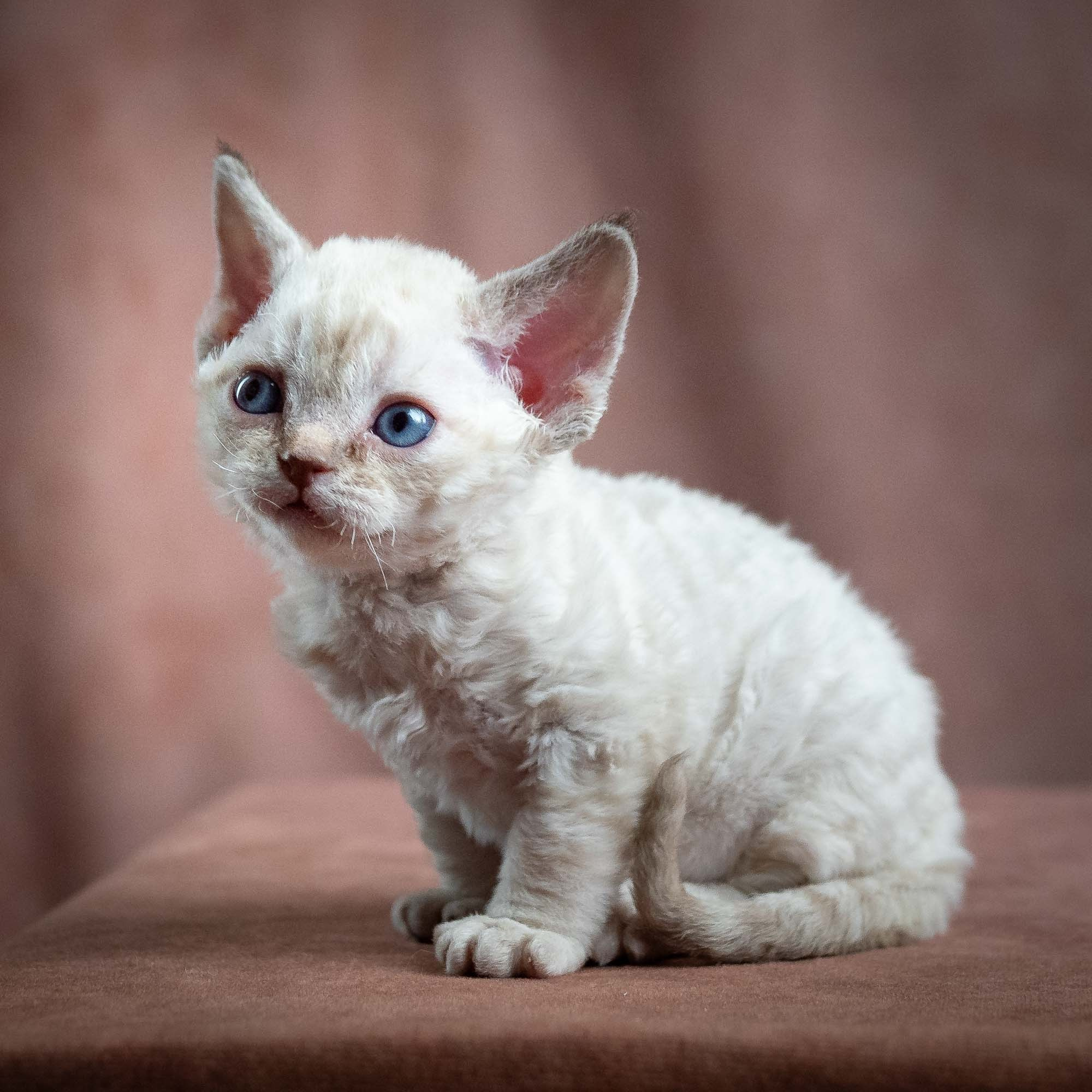Maya, girl, born 01.15.26. Devon Rex Pixie Cattery