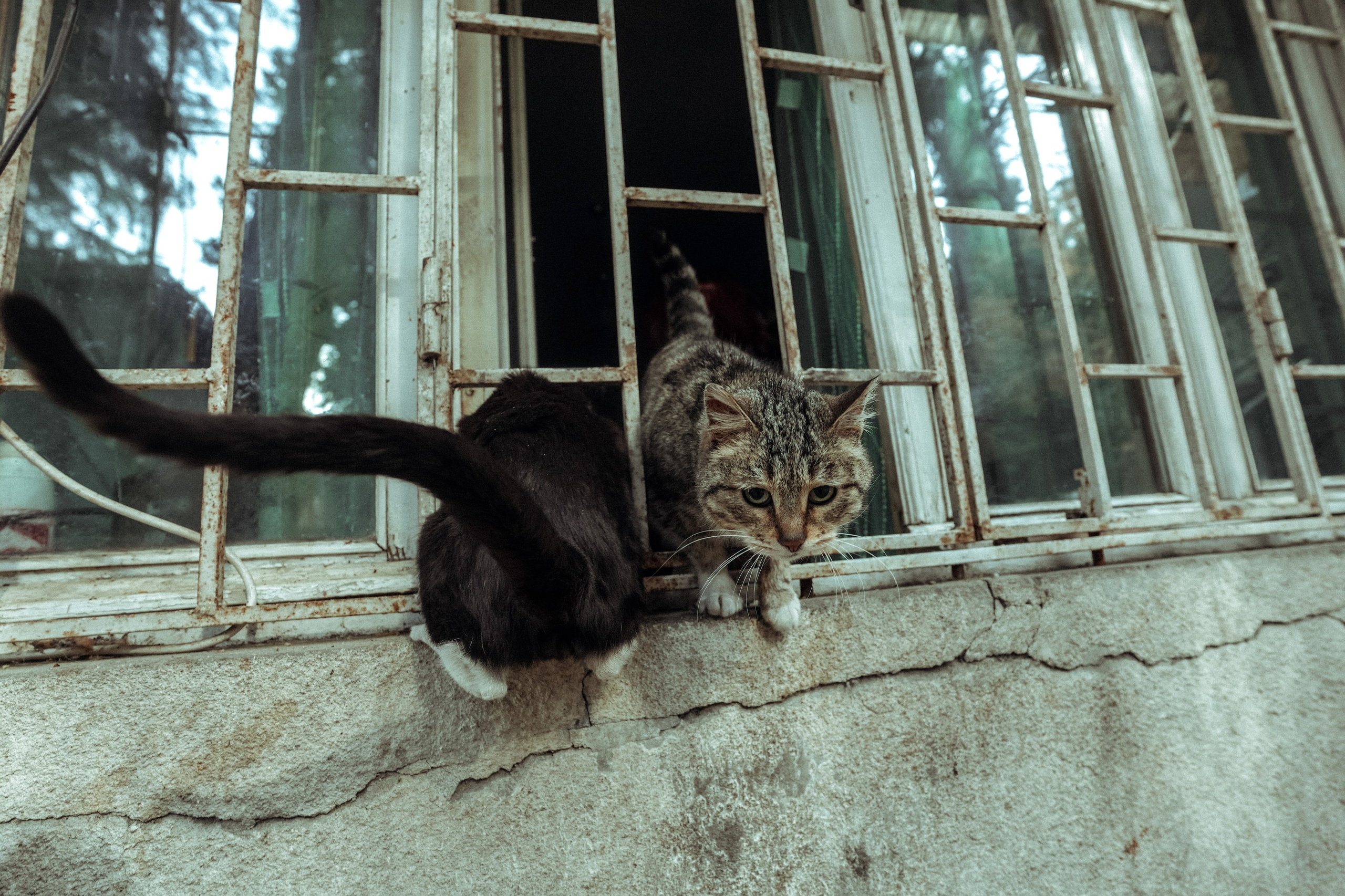 Кот шпедингера. Стрит-фотография, полная абсурда, идиотизма и красоты