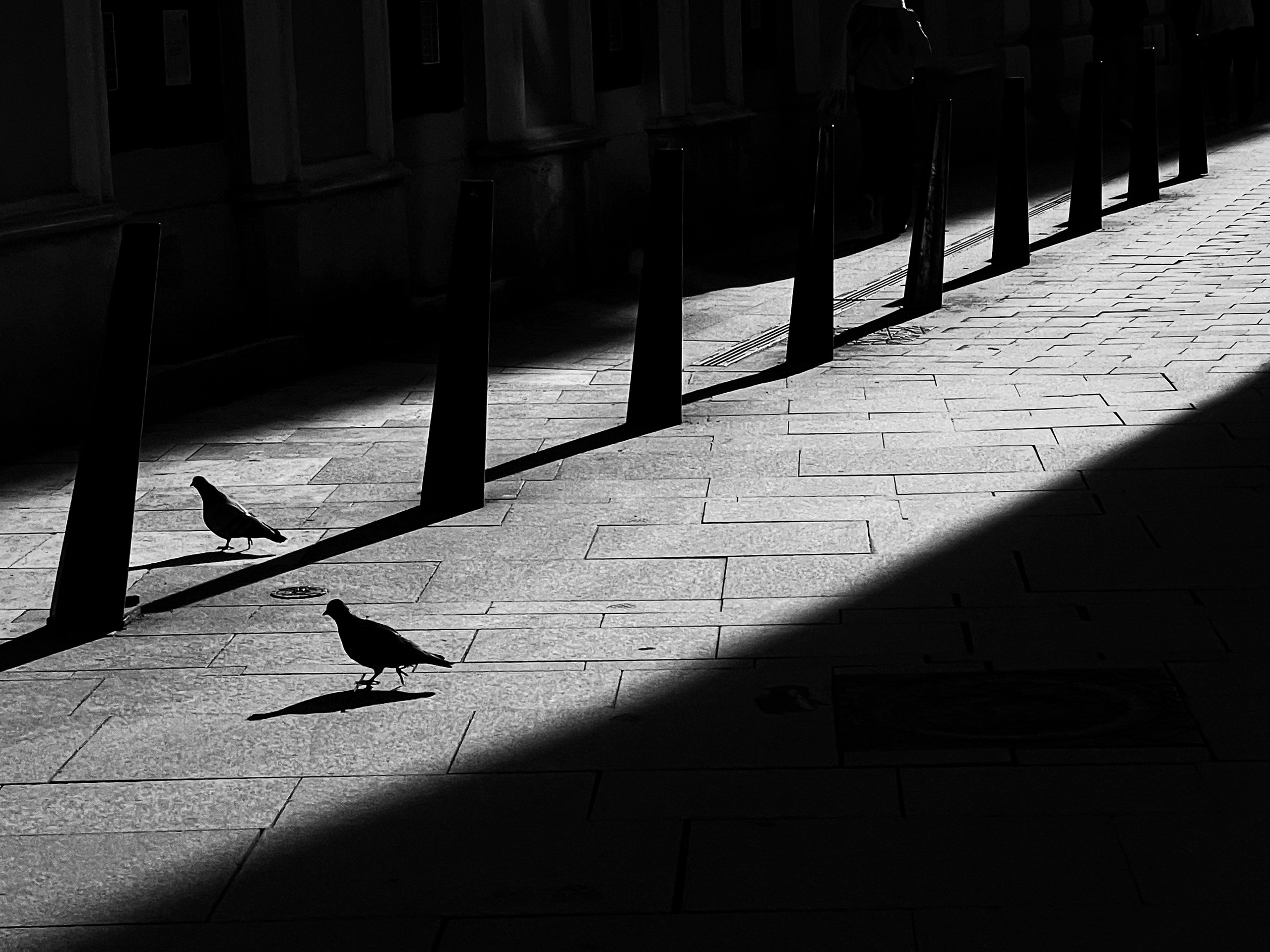 silhouette of a bird | Budapest 2026 | IPHONE 12 PRO