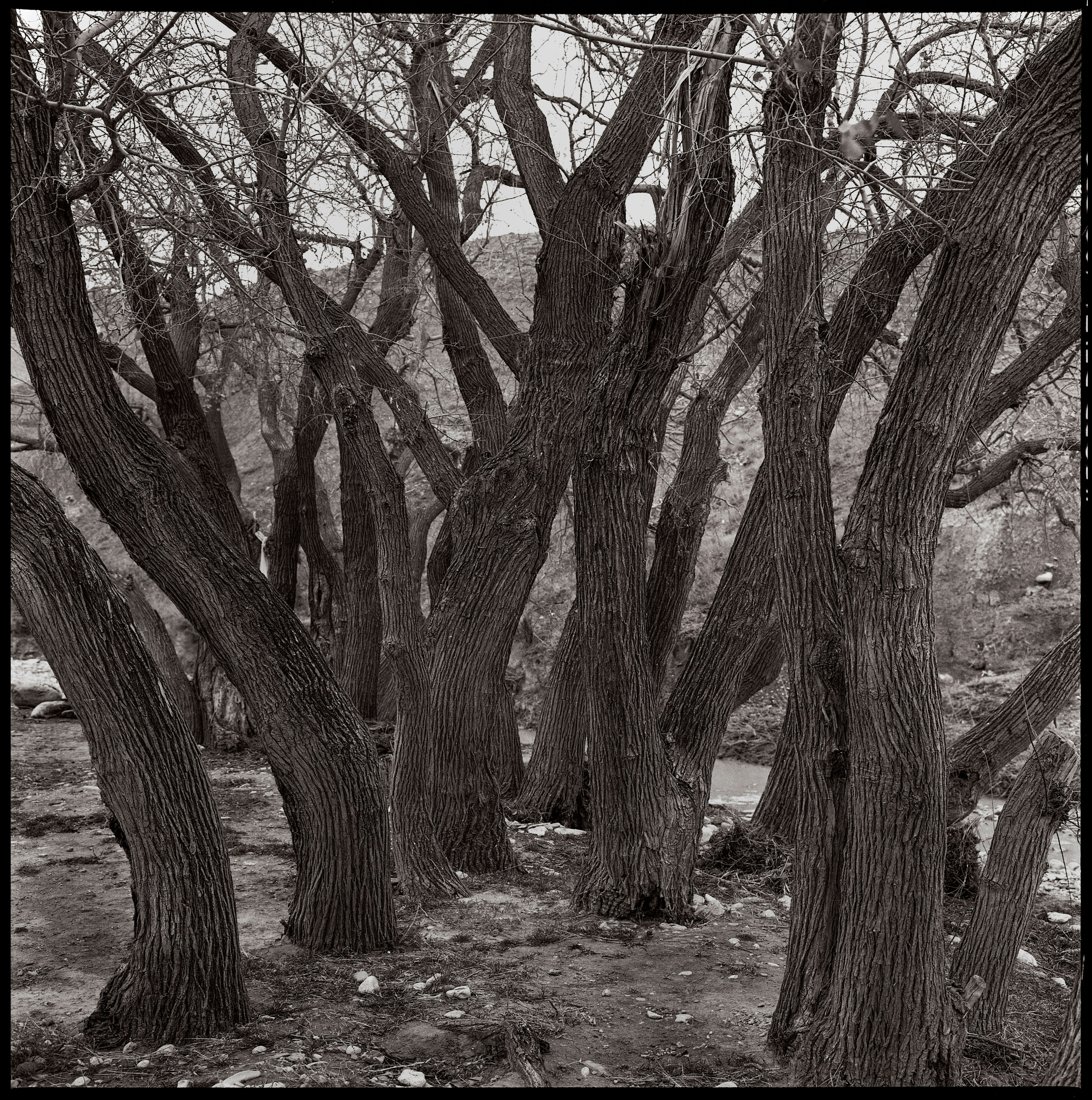 NATURE. Www.sananaleskerov.com