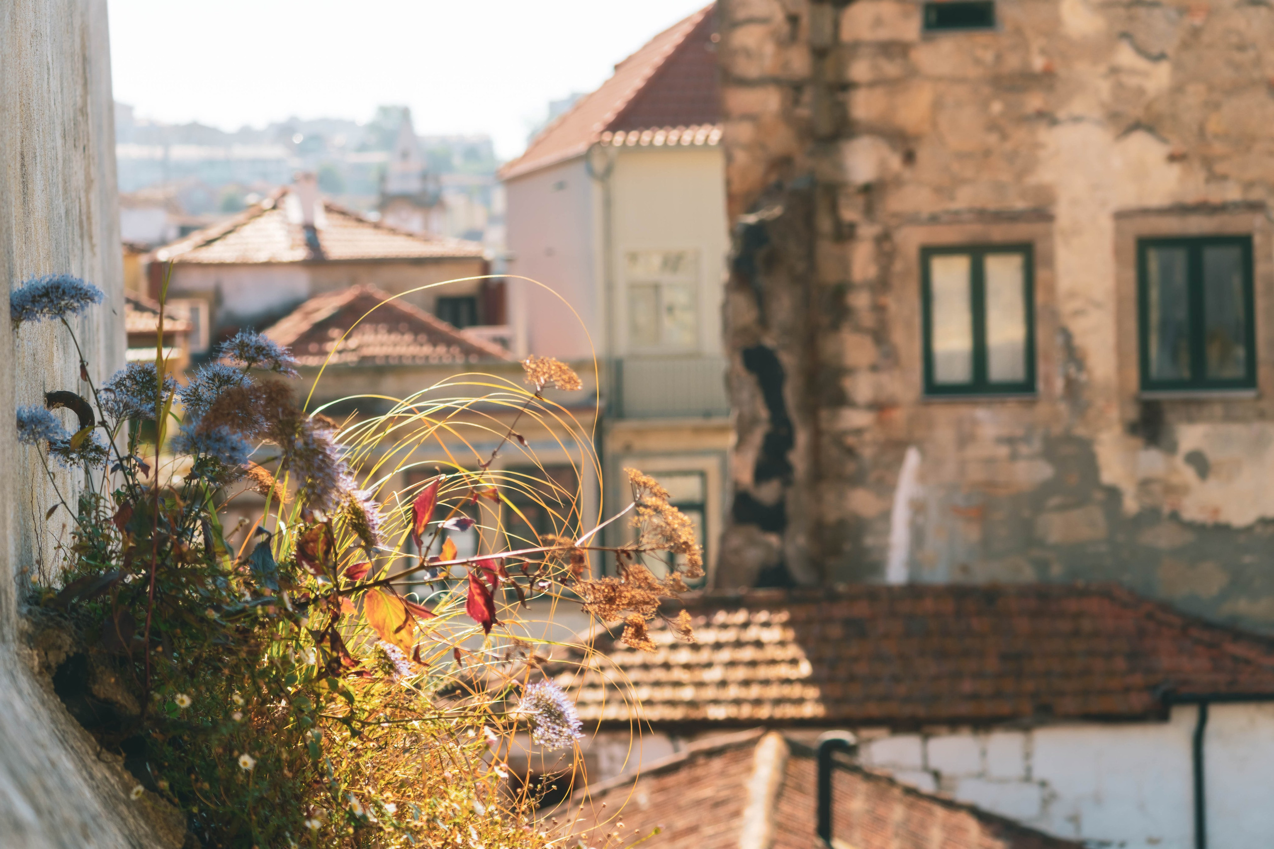 Porto, Agosto 2024. Alba del Norte Studio