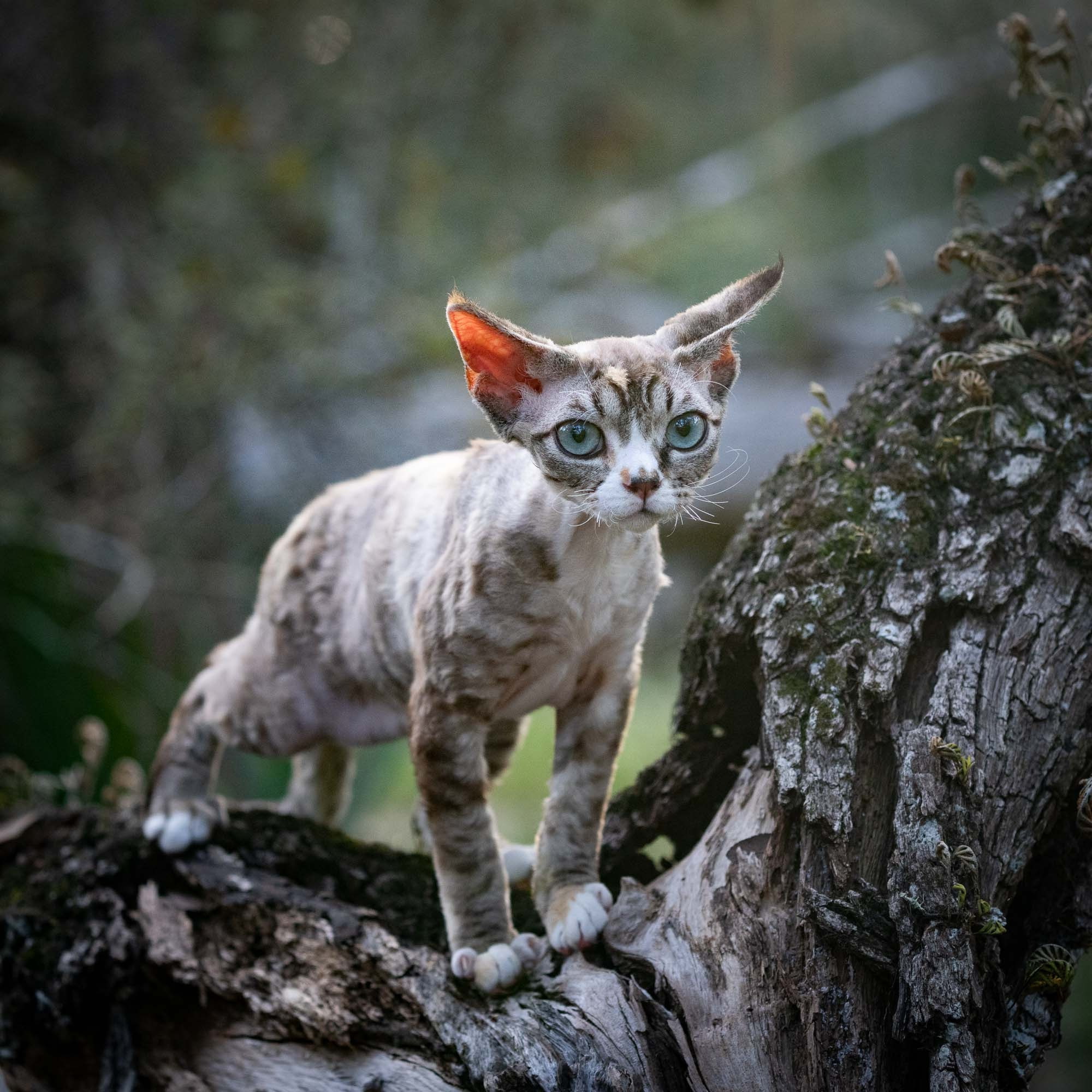 Kasia,  girl, born 07.02.2025. Devon Rex Pixie Cattery