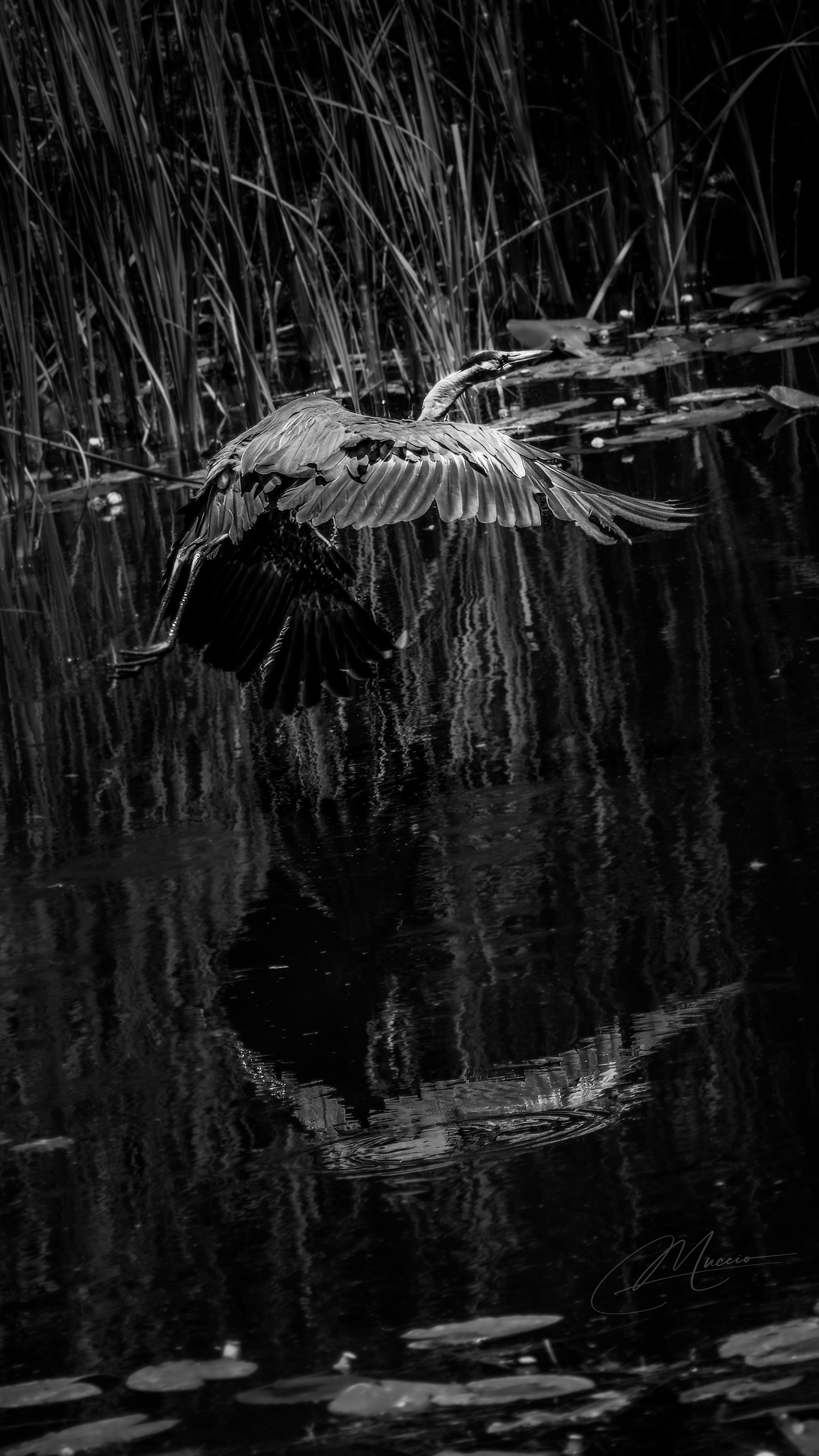 Black and White. Out and About 239