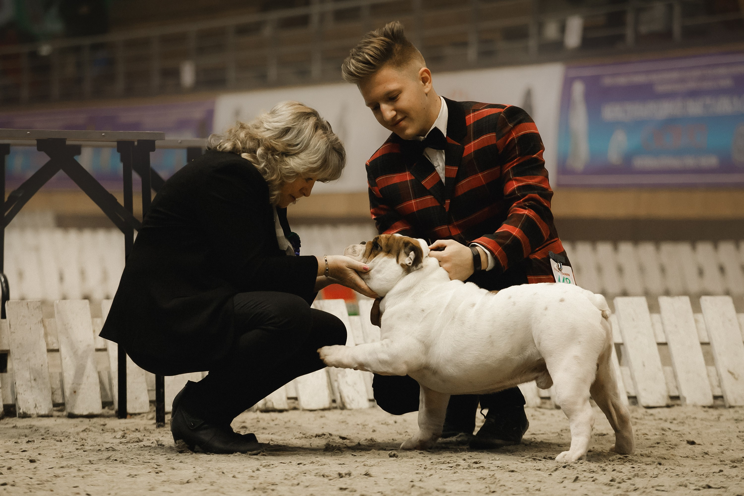 Dog shows | the best ones. Kaja | fotograf psów we Wrocławiu