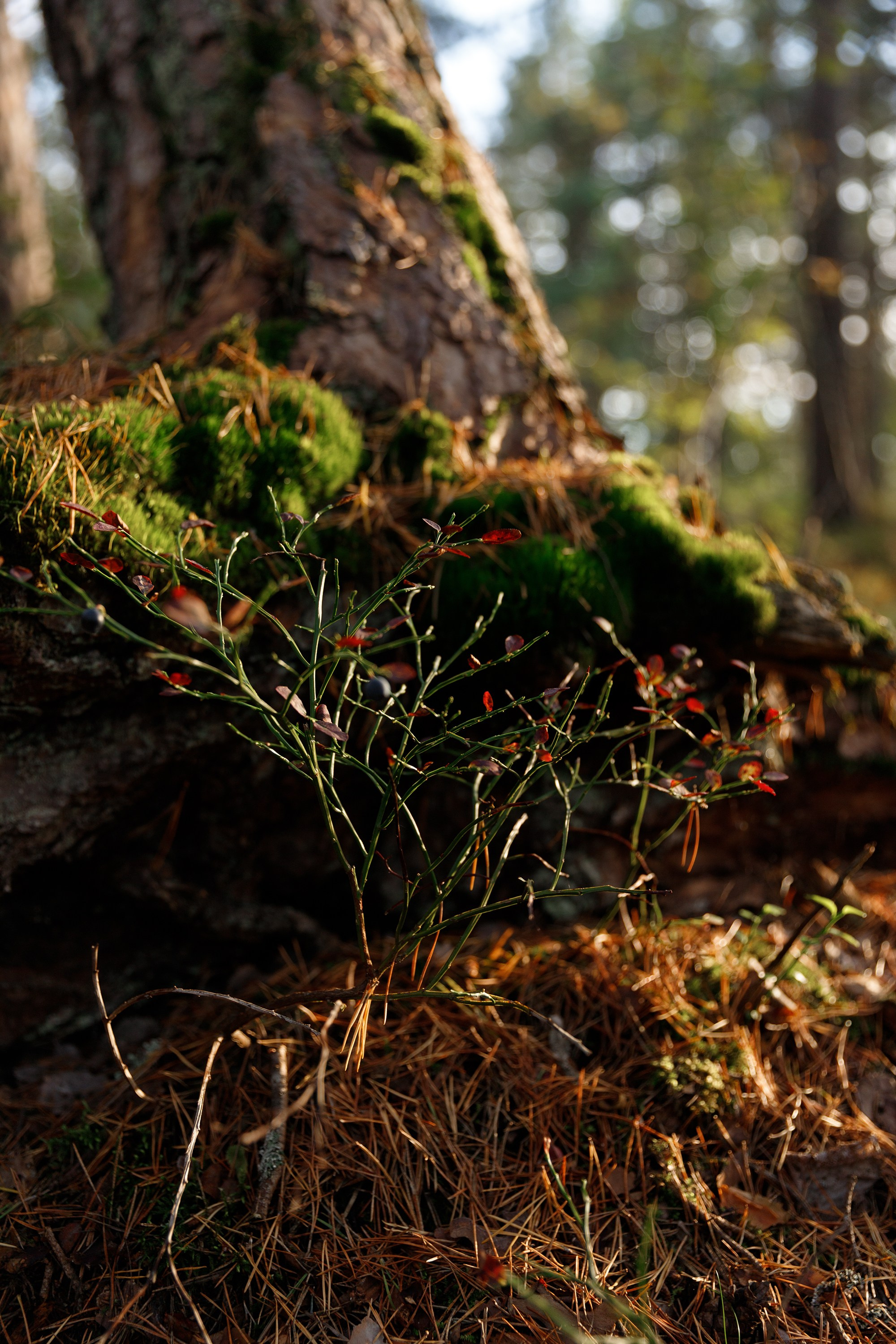 Turku. Kaja | fotograf psów we Wrocławiu