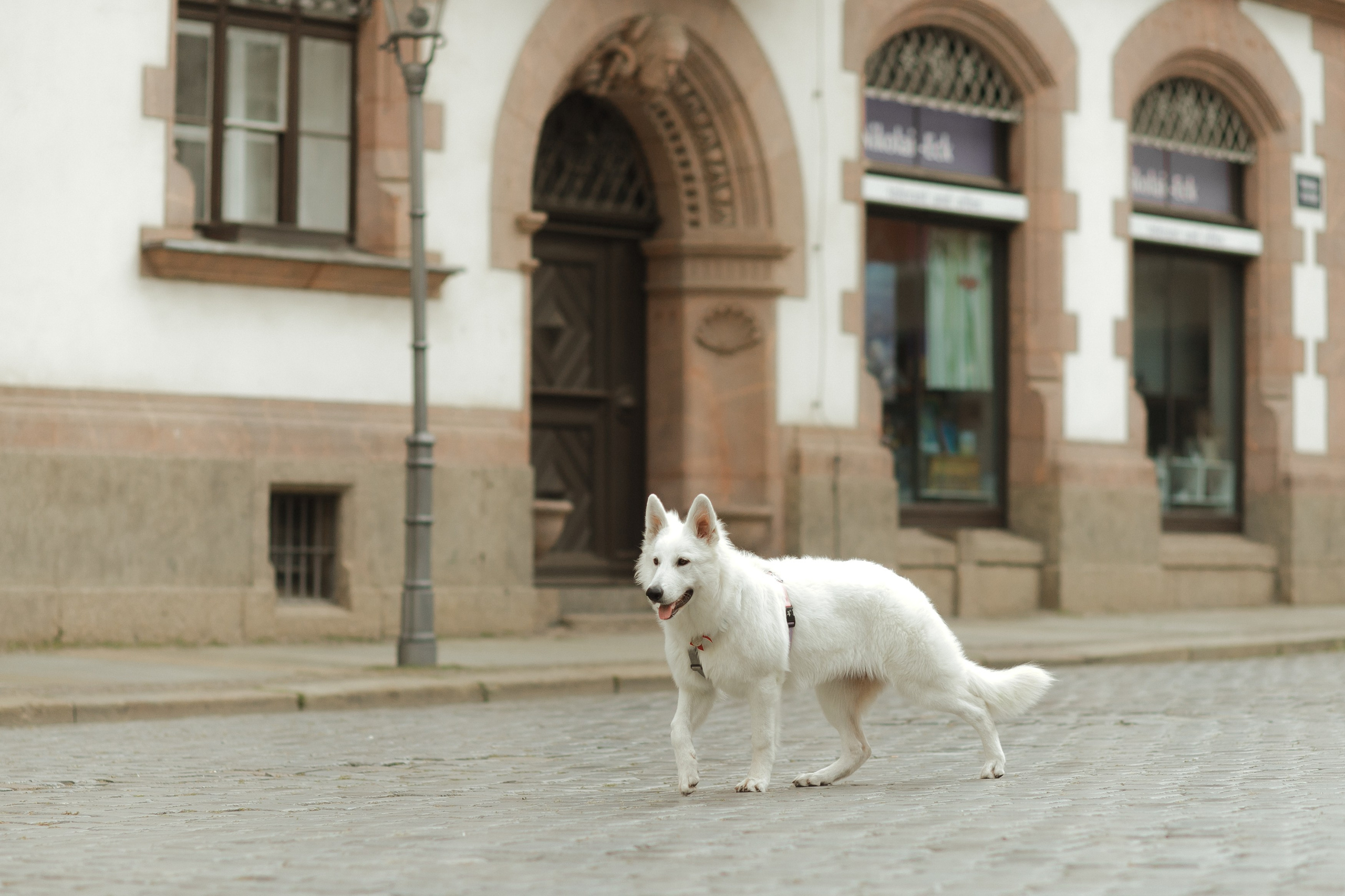 Astra in Leipzig. Kaja | fotograf we Wrocławiu | ludzie i psy