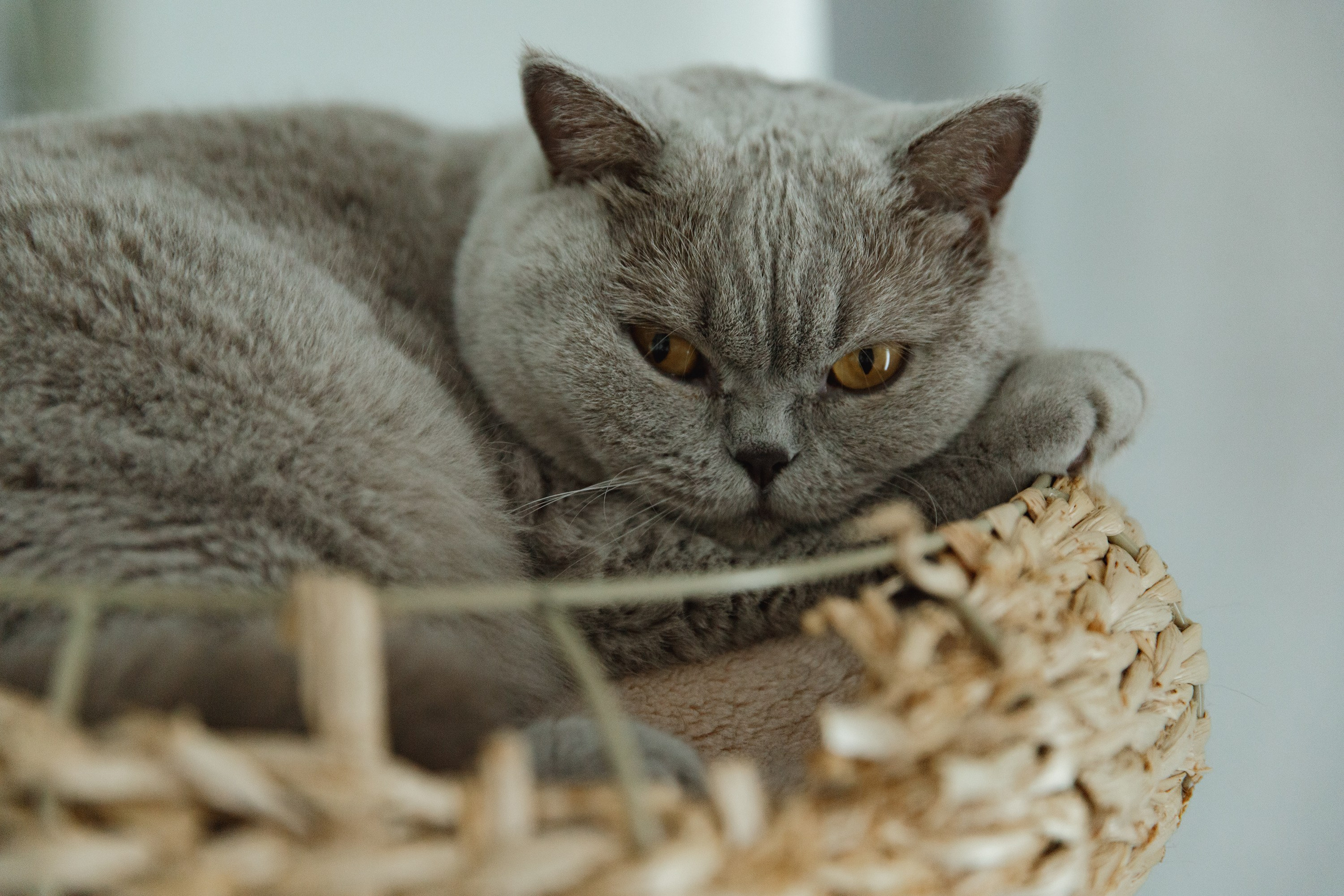 Boczka & Dimitrii. Kaja | fotograf we Wrocławiu | ludzie i psy