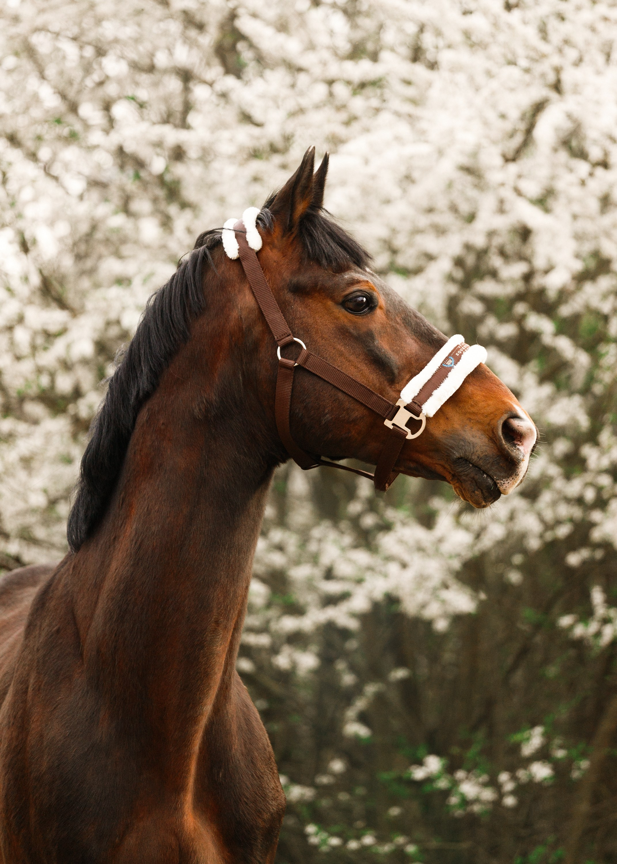 Vykup. Kaja | fotograf psów we Wrocławiu