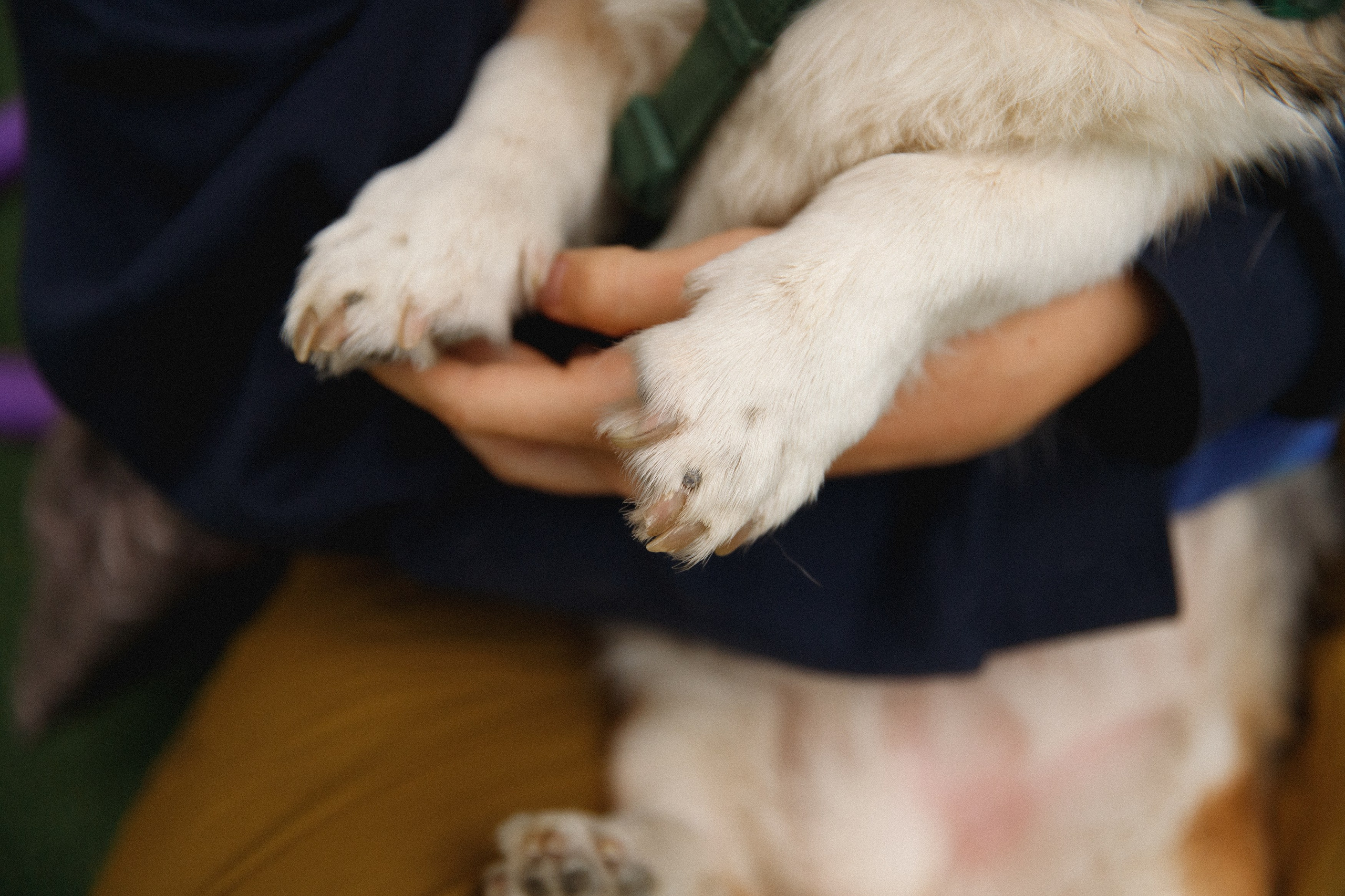Sasha & Leonid. Kaja | fotograf psów we Wrocławiu