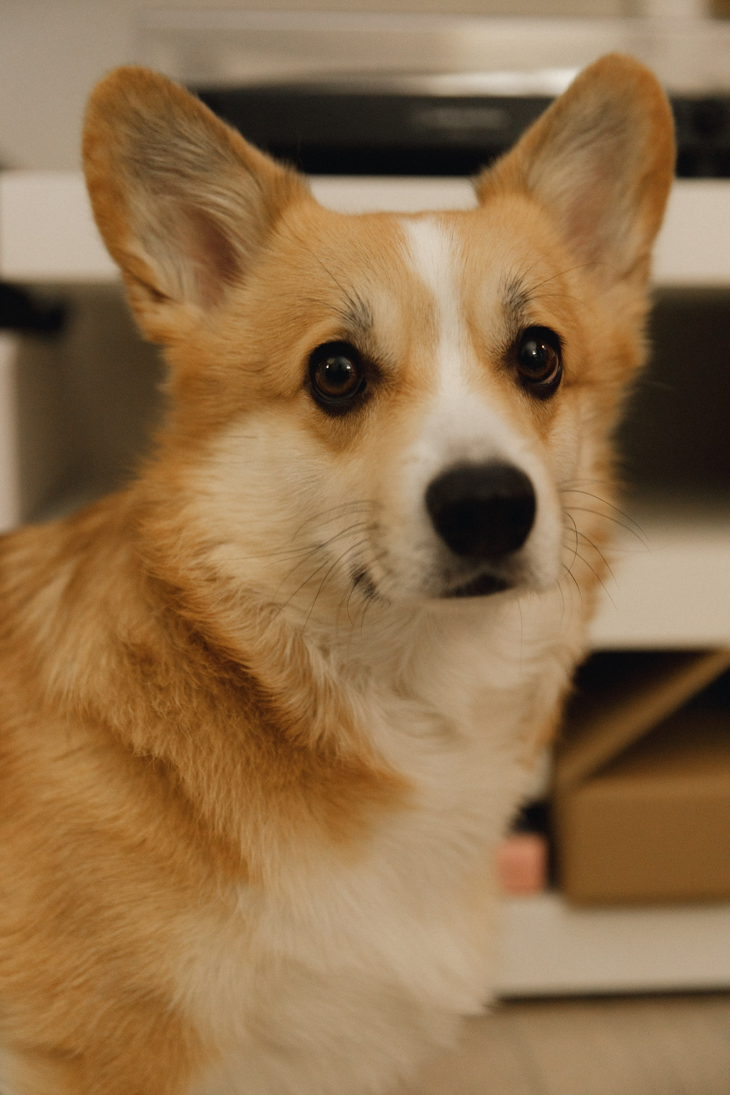 Dasha & Daisy. Kaja | fotograf psów we Wrocławiu