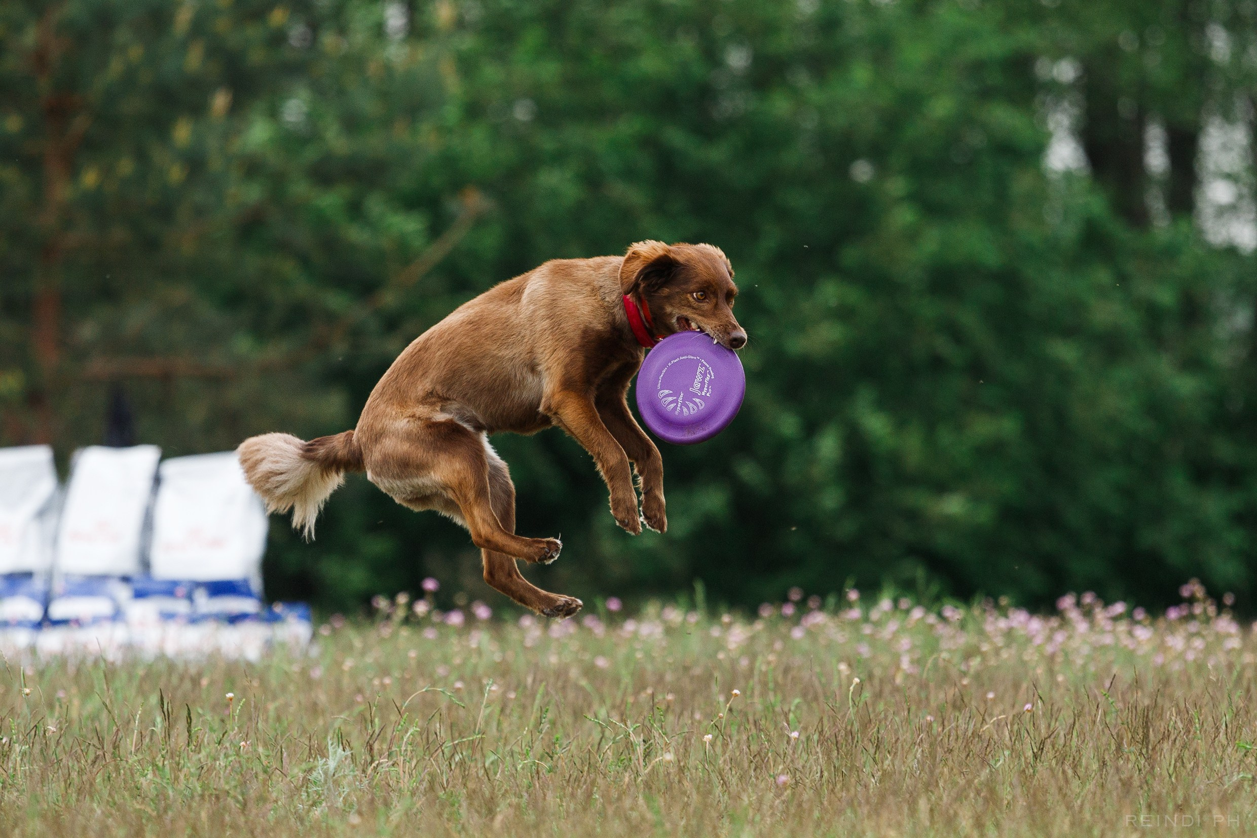 Dog frisbee championship | summer. Kaja | fotograf we Wrocławiu | ludzie i psy