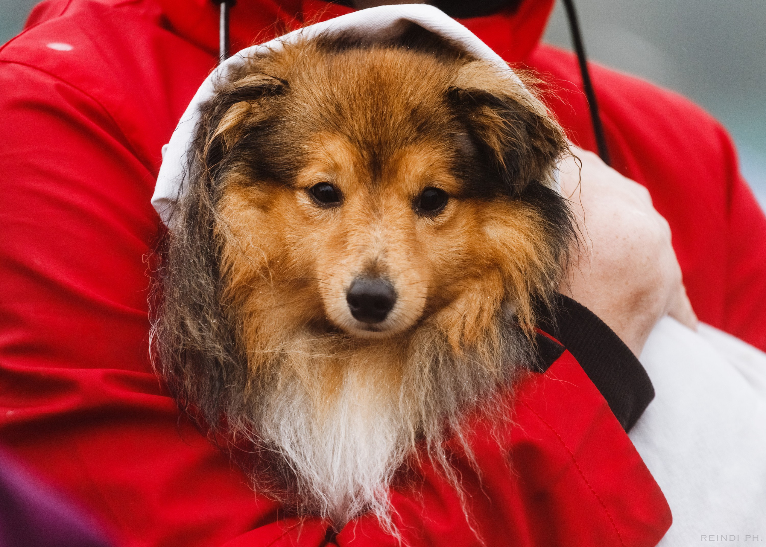 Rainy dog show in Grodno. Kaja | fotograf we Wrocławiu | ludzie i psy