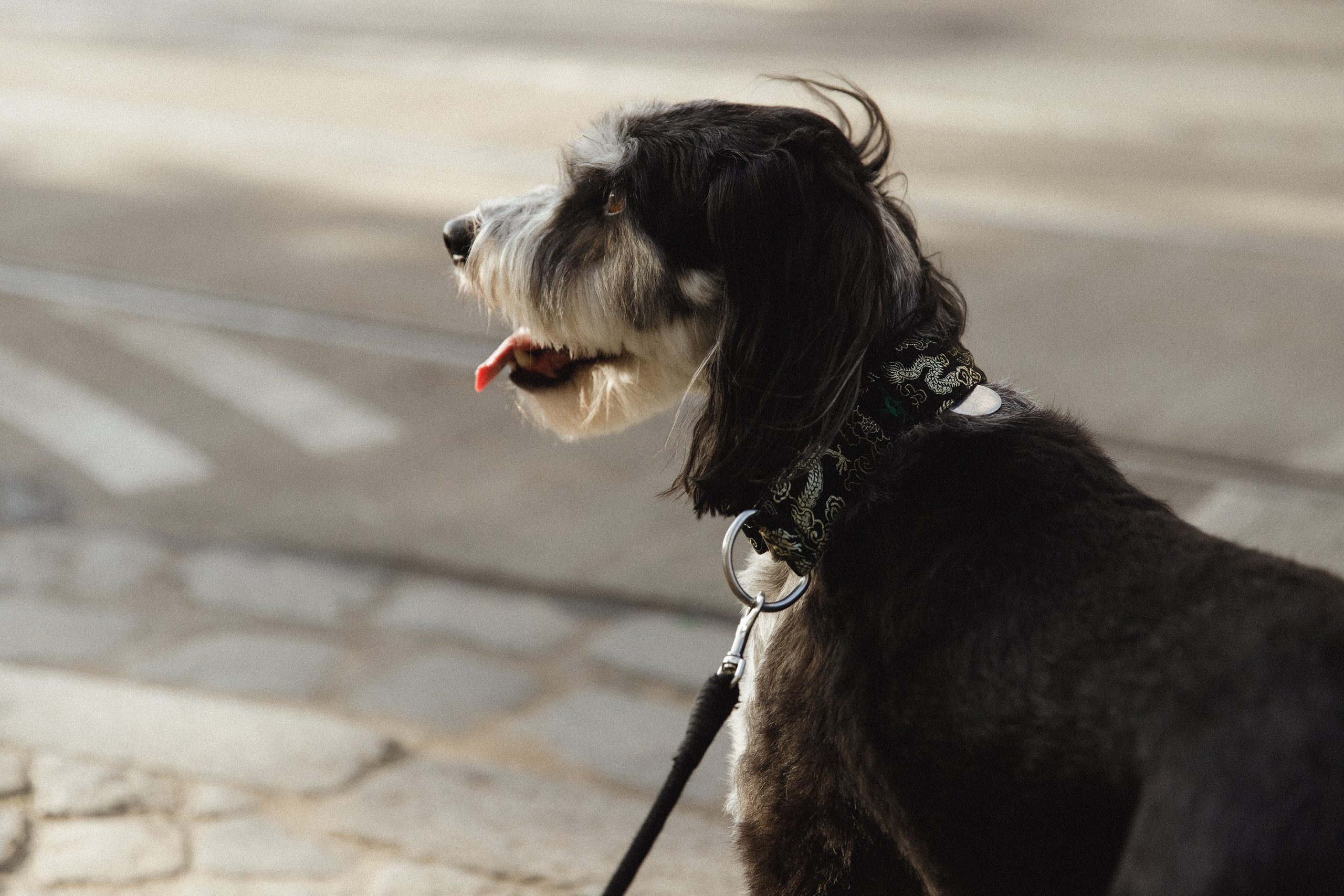 Lera & Flora. Kaja | fotograf we Wrocławiu | ludzie i psy