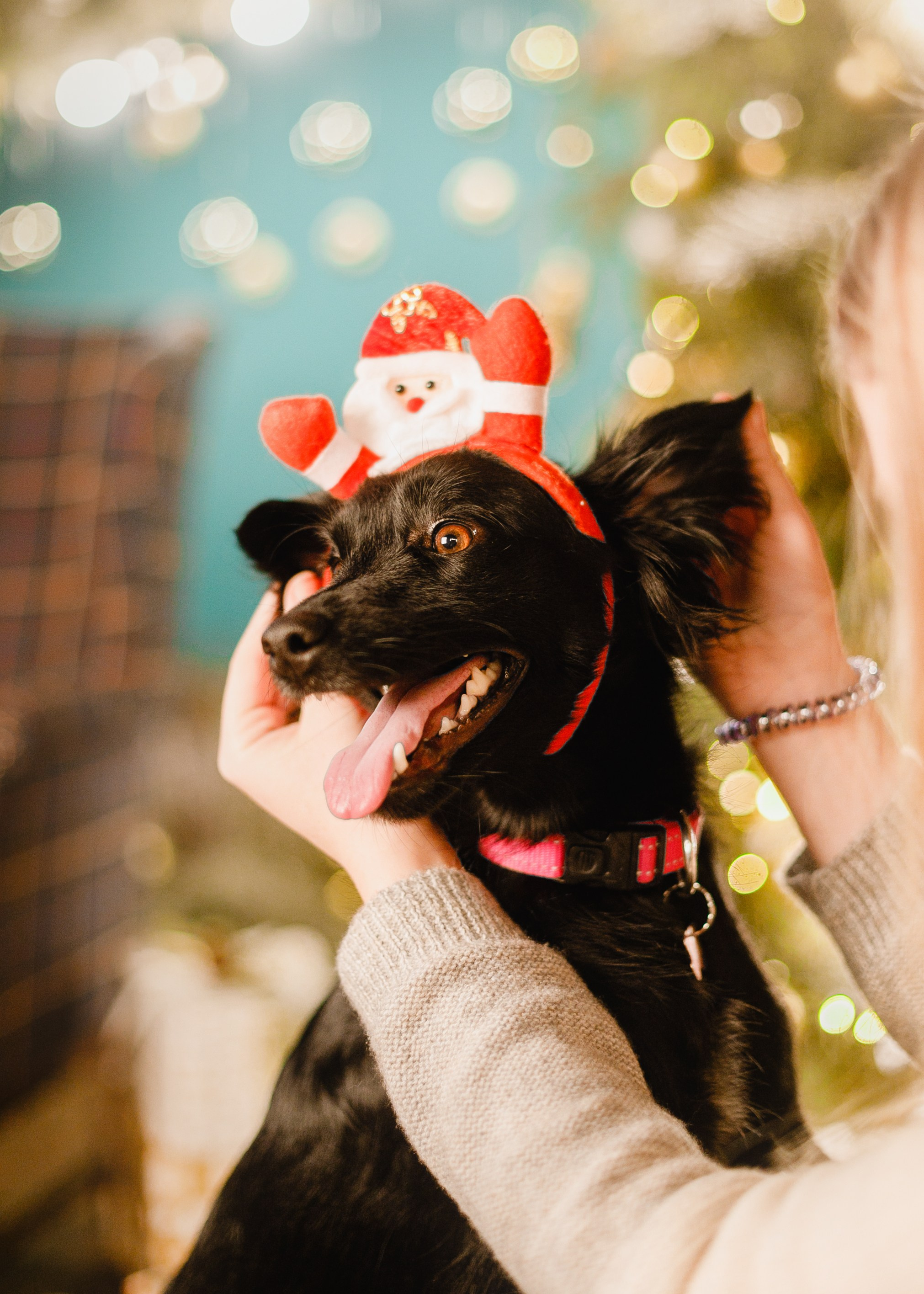 Lana, Edgar and Mucha | new year studio. Kaja | fotograf psów we Wrocławiu
