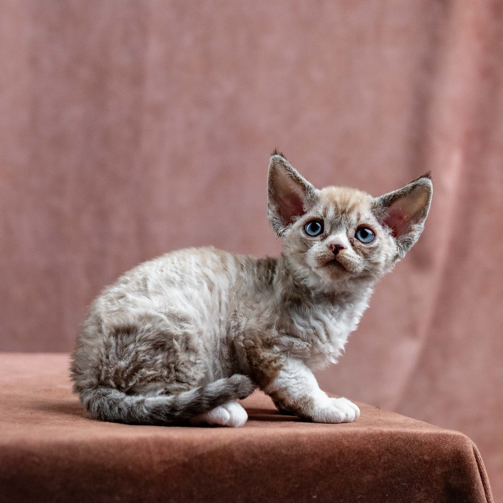 Kai, boy, born 07.02.2025. Devon Rex Pixie Cattery