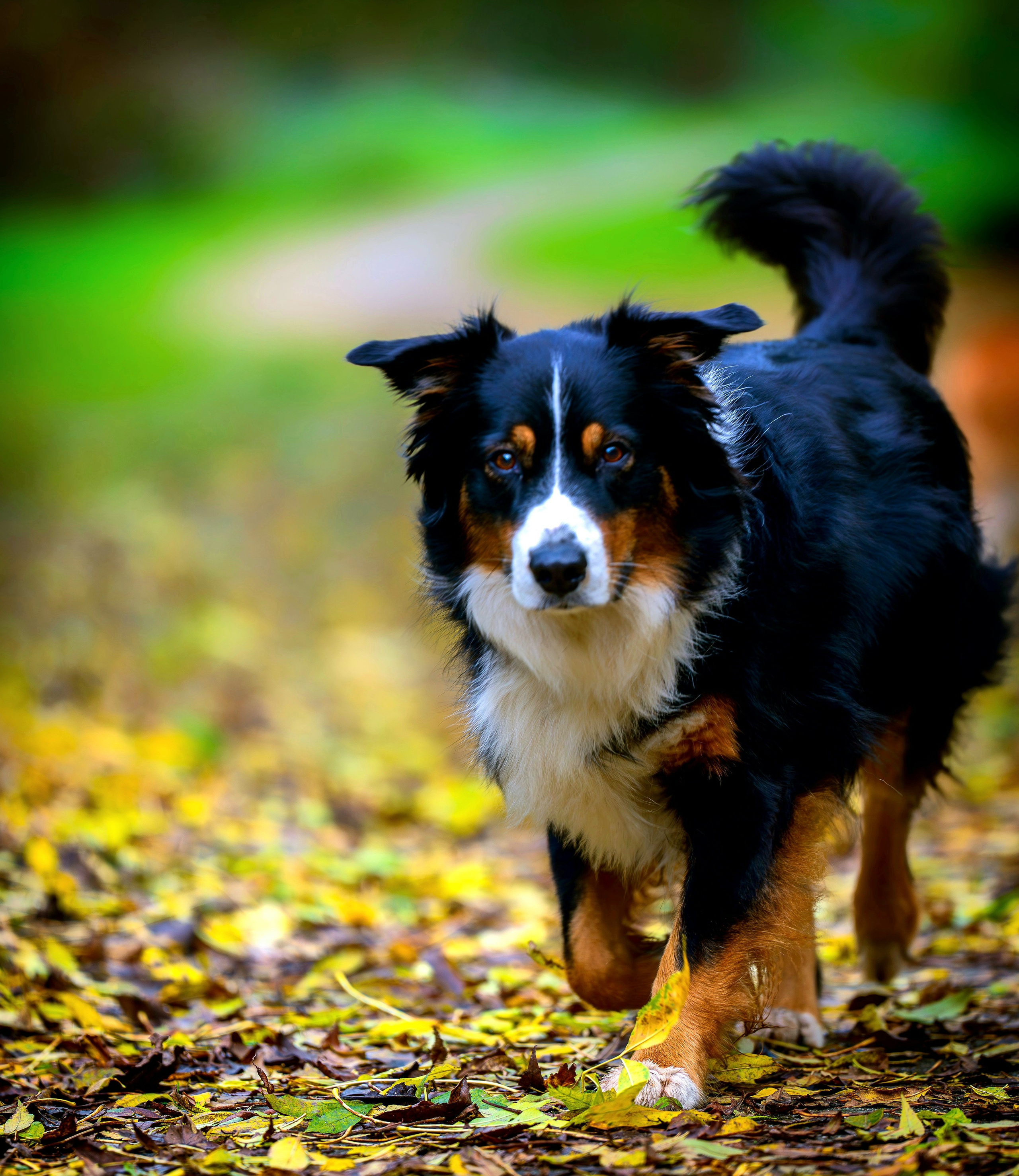 САБАКИ В ДВИЖЕНИИ. LUKIN IGOR Photography