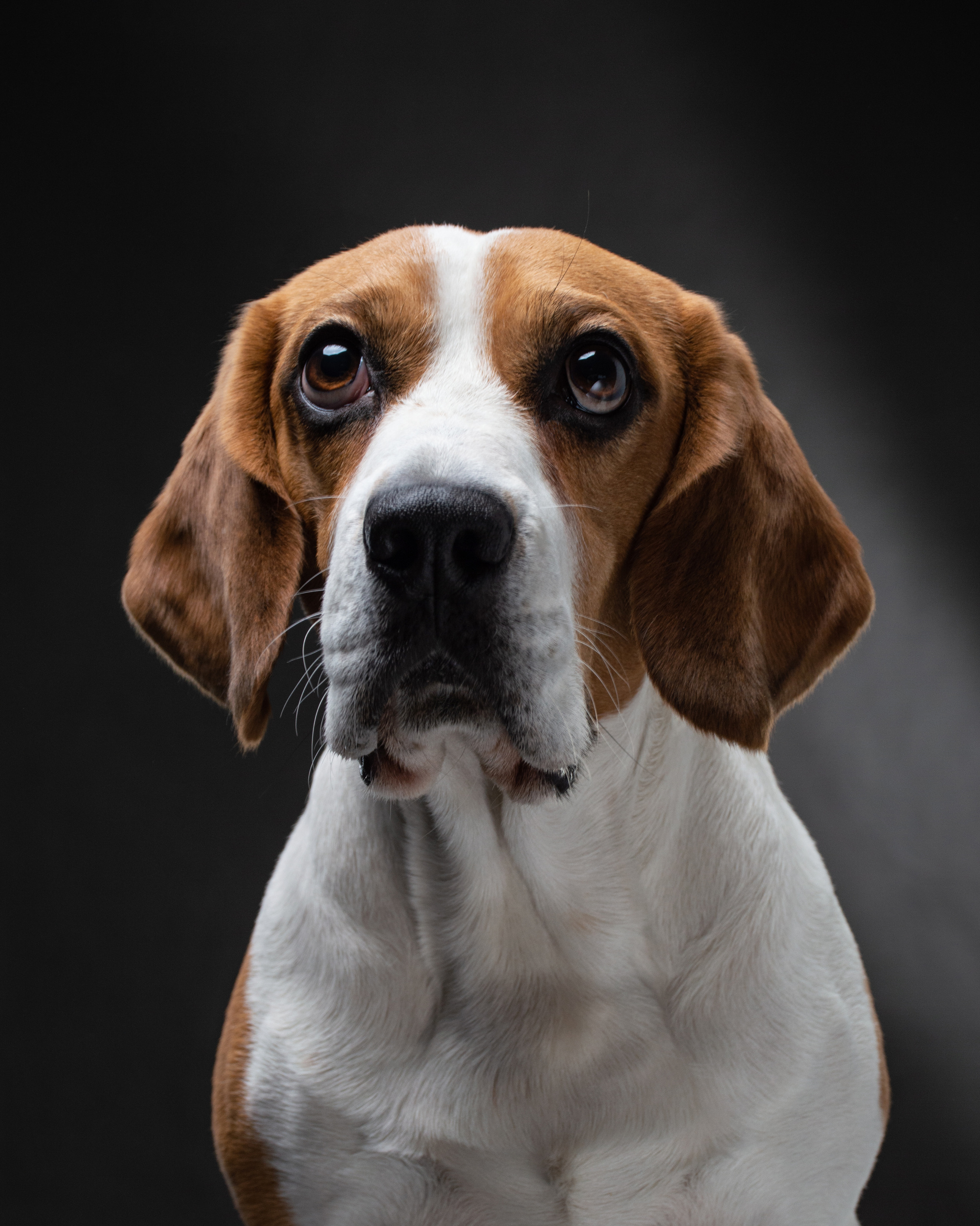 Pet portraits made at your place by Tanya Asfir, Belgrade. Tanya Asfir — Pet & Animal Photographer | Belgrade, Serbia