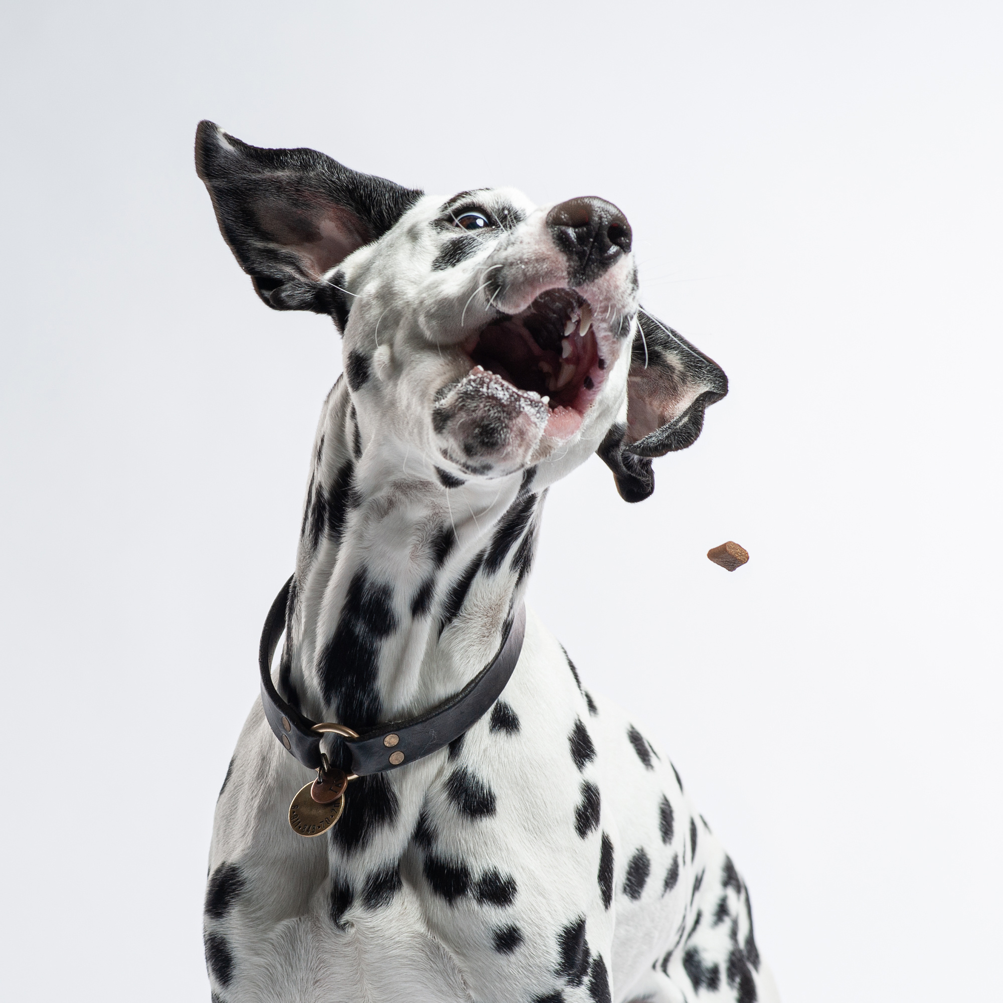 Pet portraits made at your place by Tanya Asfir, Belgrade. Tanya Asfir — Pet & Animal Photographer | Belgrade, Serbia