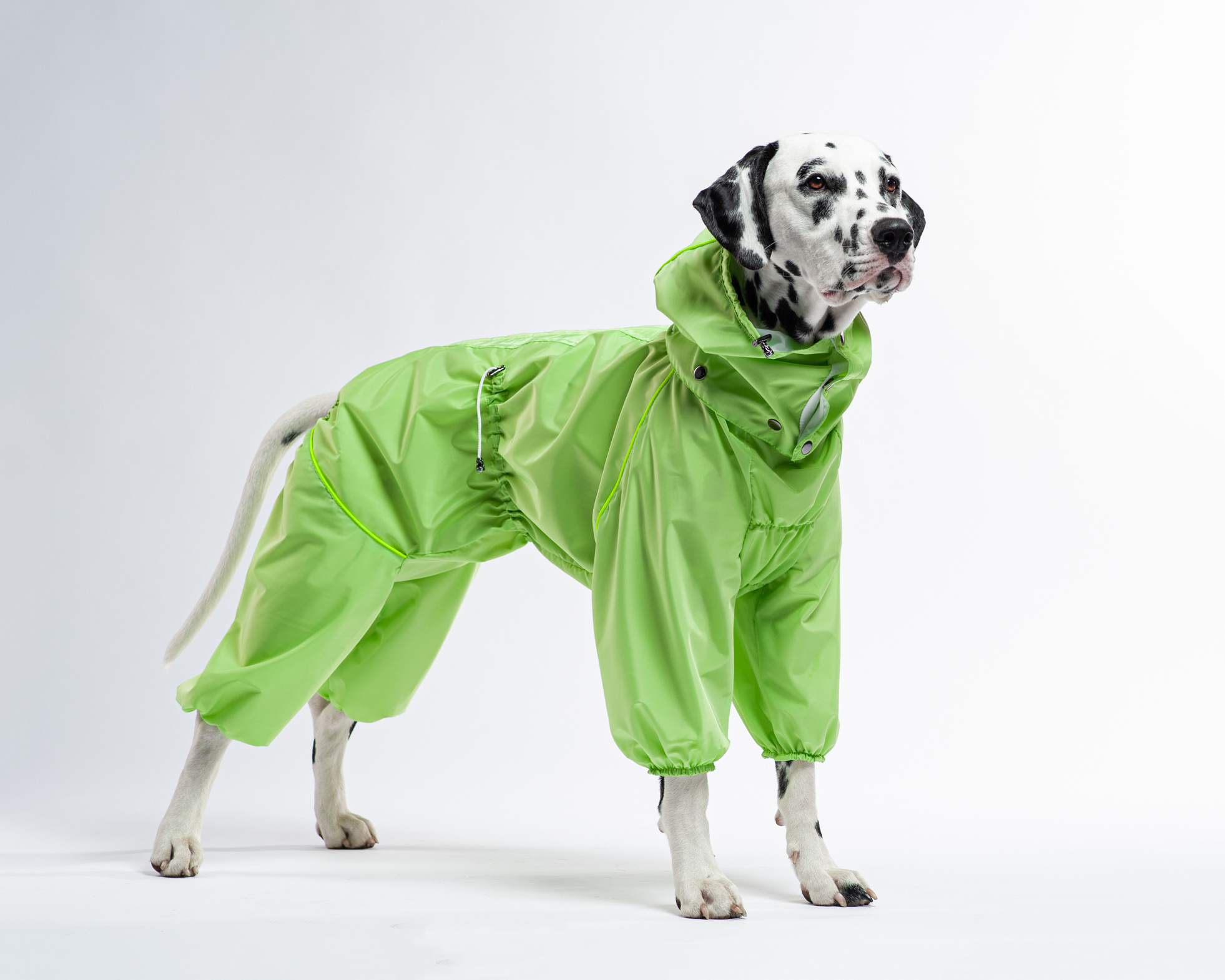 Commercial & UGC Pet Product Photography by Tanya Asfir. Tanya Asfir — Pet & Animal Photographer | Belgrade, Serbia