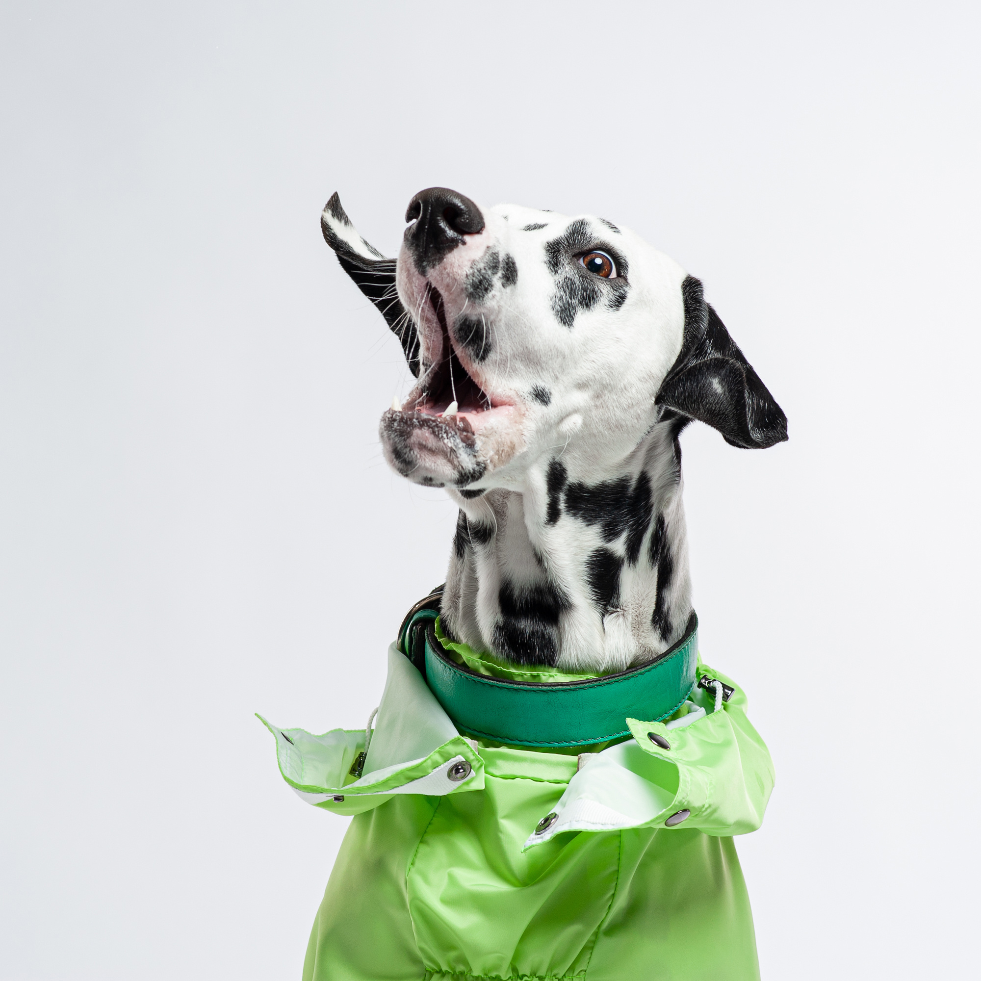 Commercial & UGC Pet Product Photography by Tanya Asfir. Tanya Asfir — Pet & Animal Photographer | Belgrade, Serbia