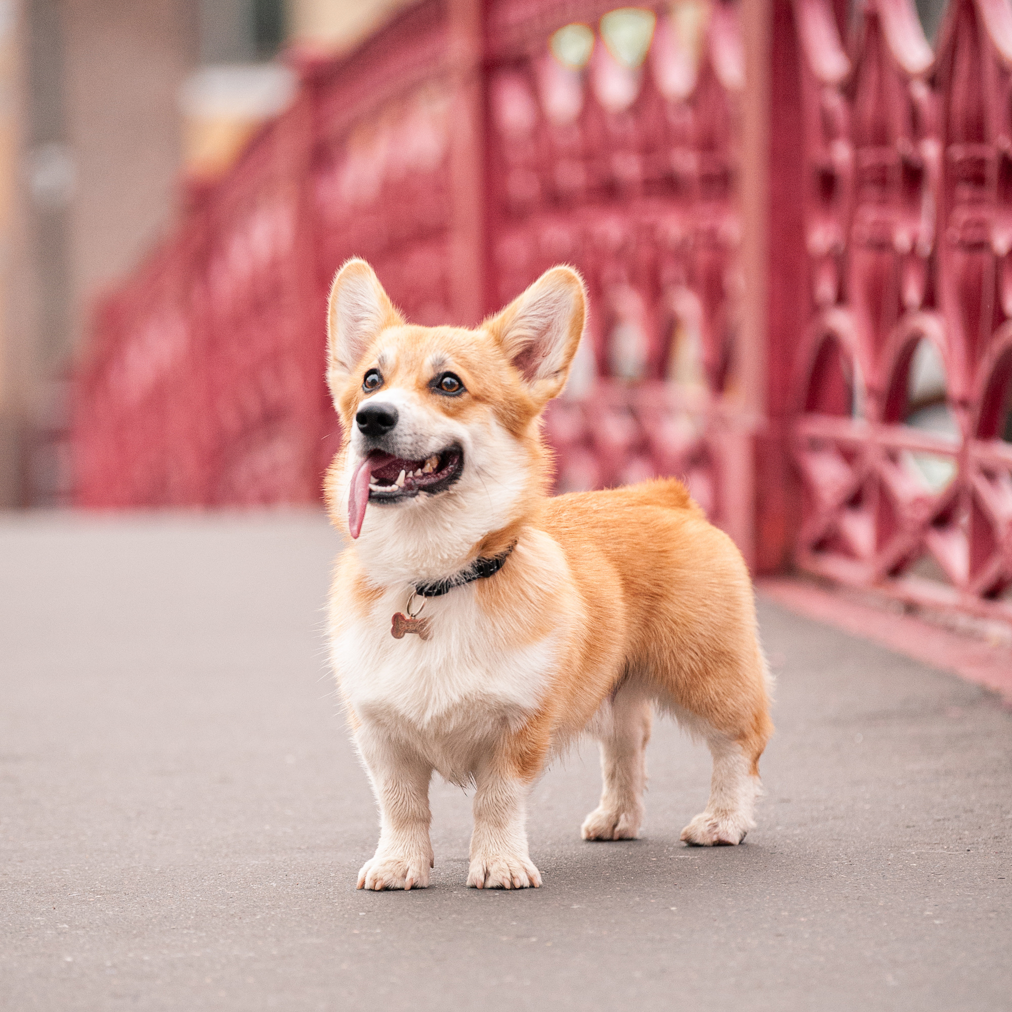 Outdoor Pet Photography by Tanya Asfir, Belgrade. Tanya Asfir — Pet & Animal Photographer | Belgrade, Serbia