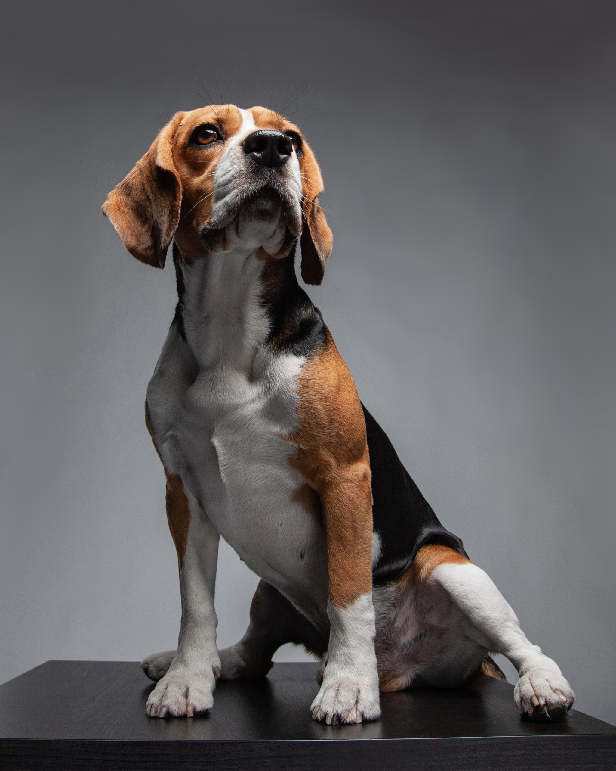 Pet portraits made at your place by Tanya Asfir, Belgrade. Tanya Asfir — Pet & Animal Photographer | Belgrade, Serbia