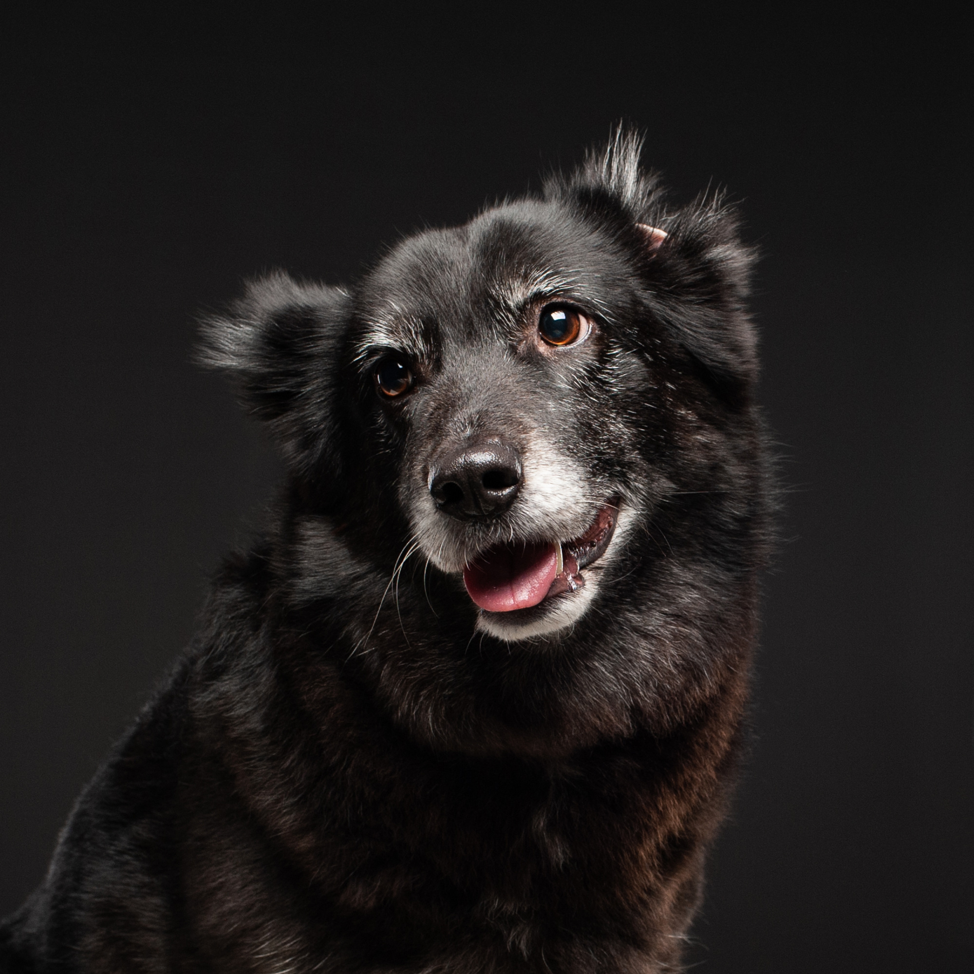 Pet portraits made at your place by Tanya Asfir, Belgrade. Tanya Asfir — Pet & Animal Photographer | Belgrade, Serbia