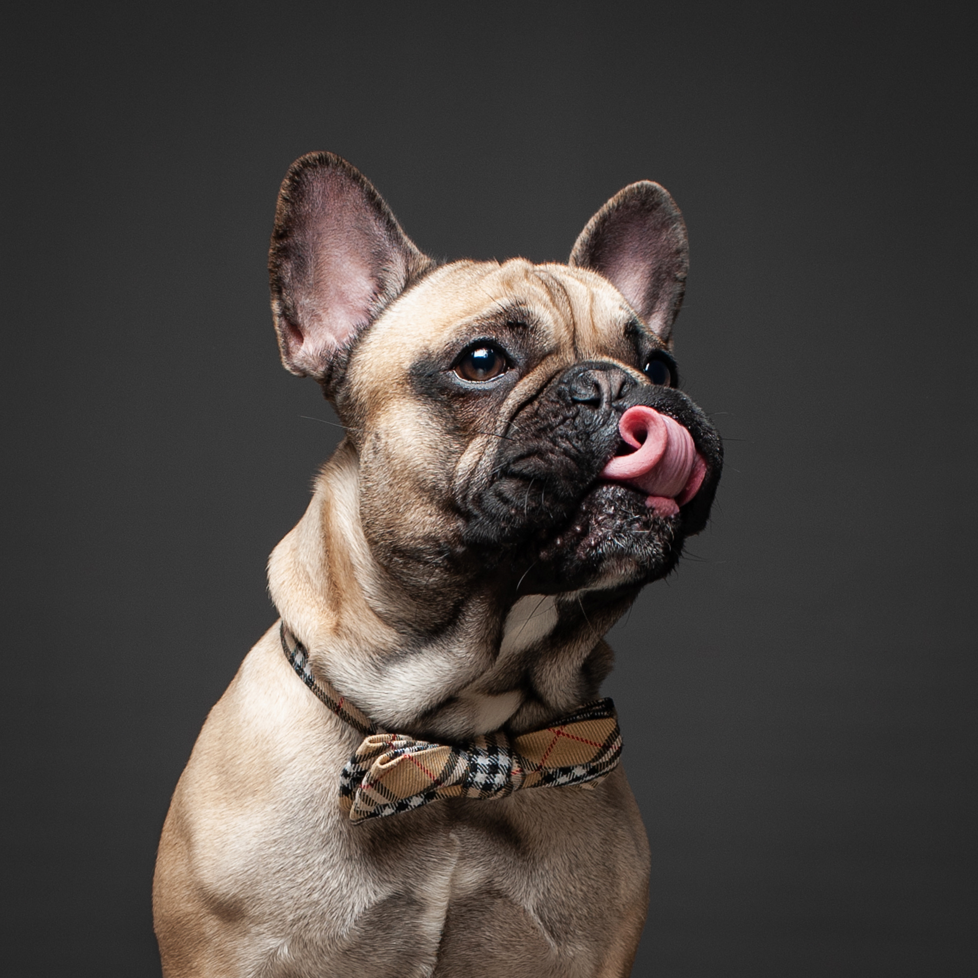 Pet portraits made at your place by Tanya Asfir, Belgrade. Tanya Asfir — Pet & Animal Photographer | Belgrade, Serbia