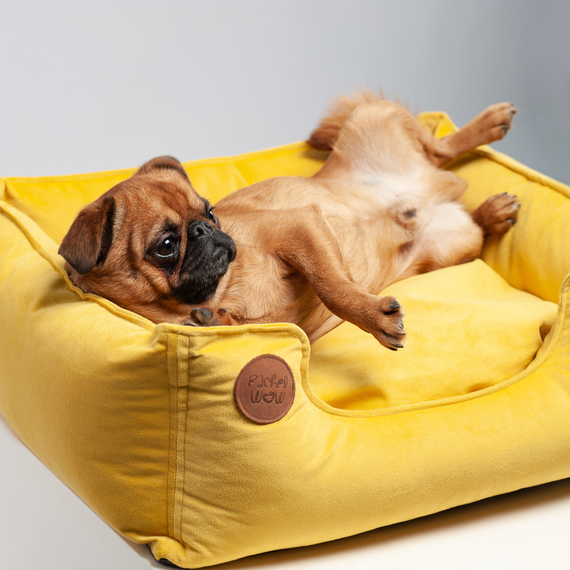 Commercial & UGC Pet Product Photography by Tanya Asfir. Tanya Asfir — Pet & Animal Photographer | Belgrade, Serbia