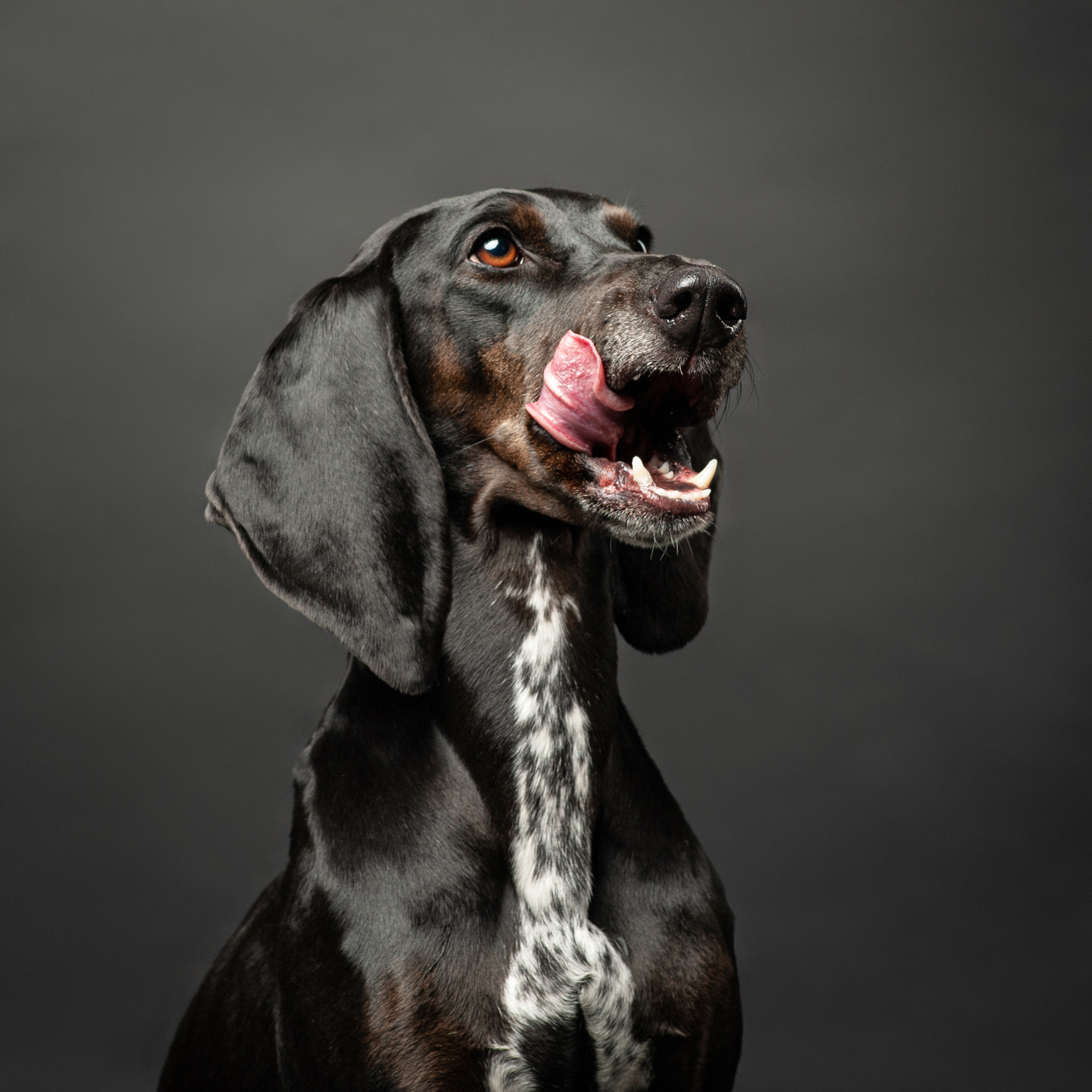 Pet portraits made at your place by Tanya Asfir, Belgrade. Tanya Asfir — Pet & Animal Photographer | Belgrade, Serbia