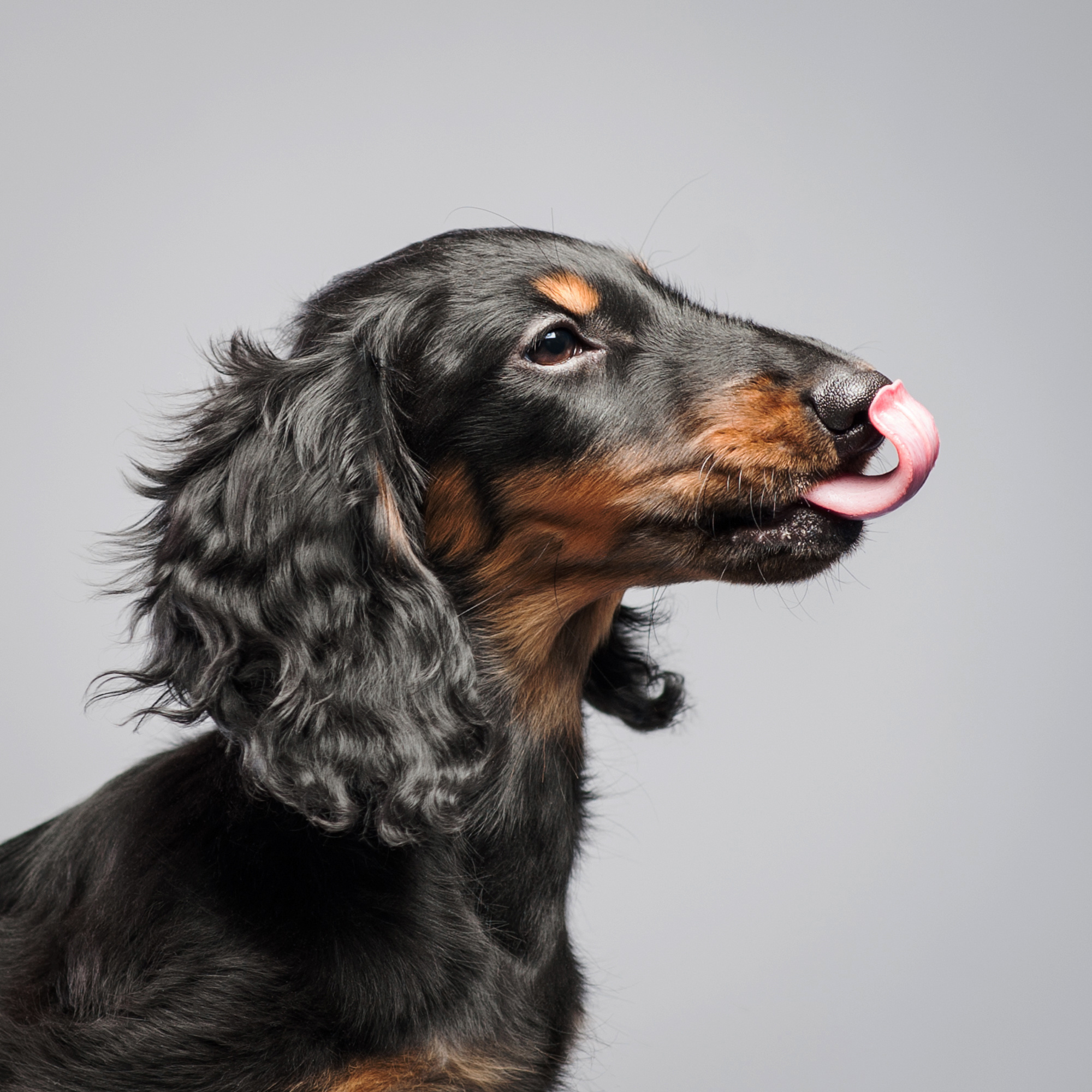 Pet portraits made at your place by Tanya Asfir, Belgrade. Tanya Asfir — Pet & Animal Photographer | Belgrade, Serbia