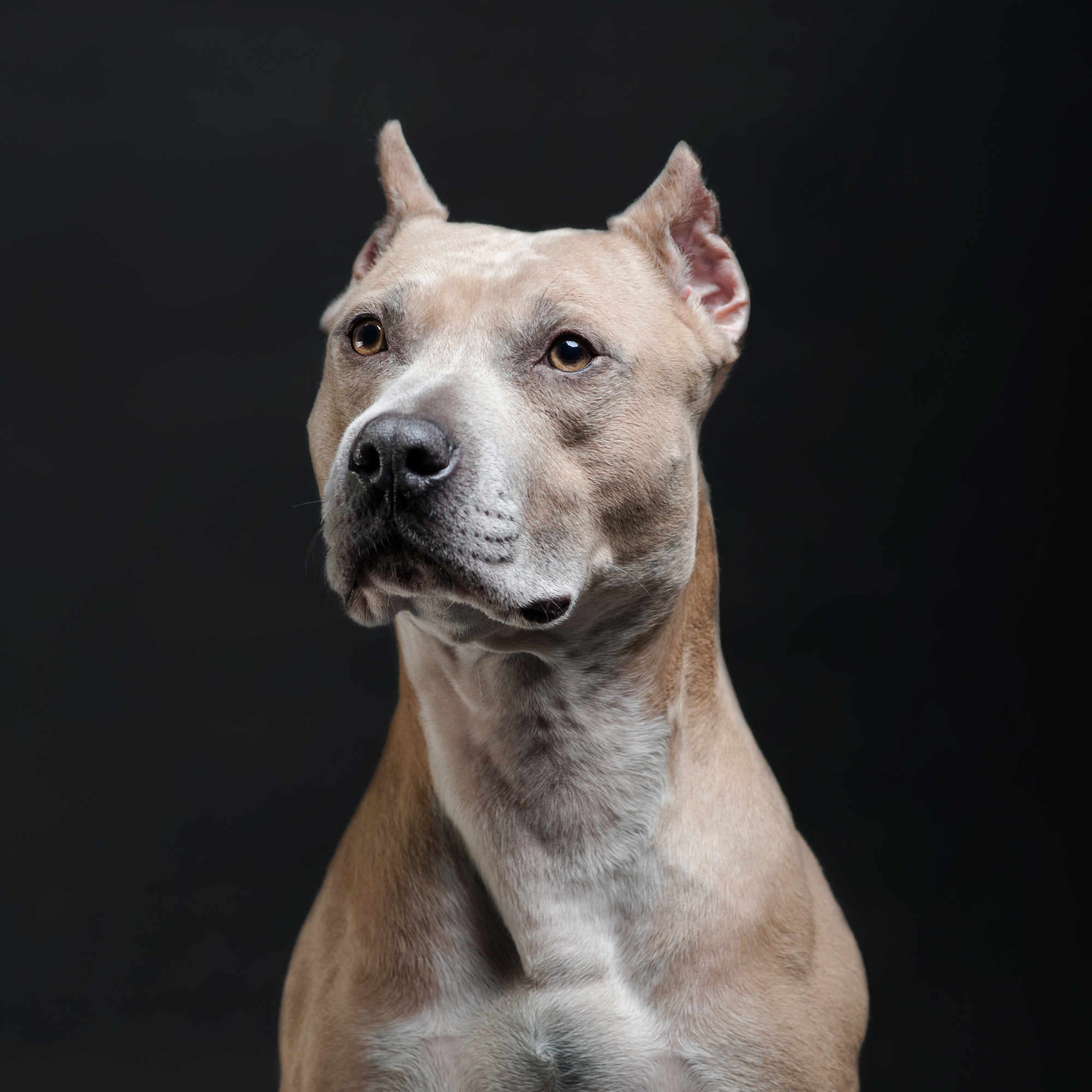 Pet portraits made at your place by Tanya Asfir, Belgrade. Tanya Asfir — Pet & Animal Photographer | Belgrade, Serbia